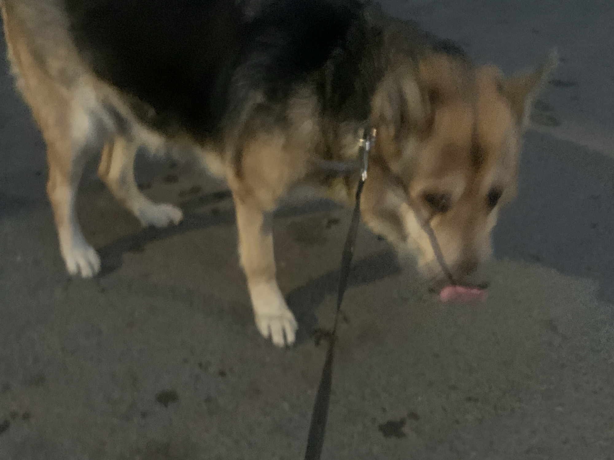 A German Shepherd dog is pictured on a paved surface in Norilsk, Russia. The dog is on a leash and is sniffing the ground. The dog is mostly brown and black. The background is dark and indistinct, suggesting it may be nighttime or dusk.