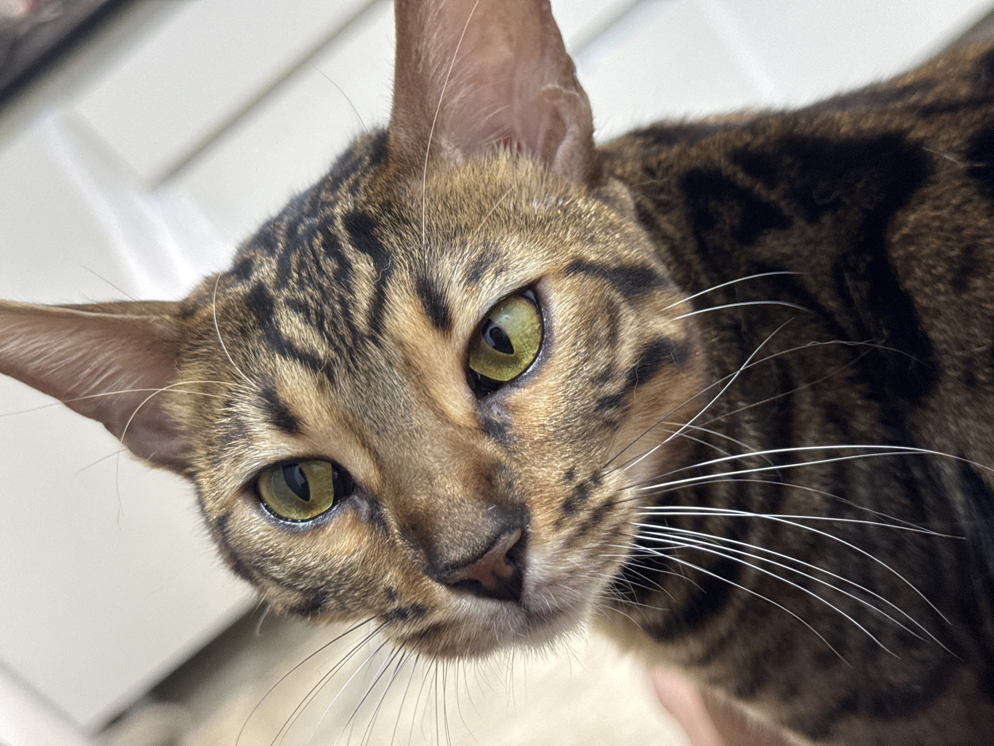 Close-up shot of a Bengal cat's face. The cat has green eyes, a brown and black patterned coat, and white whiskers. The background is blurred and indistinct, suggesting an indoor environment.