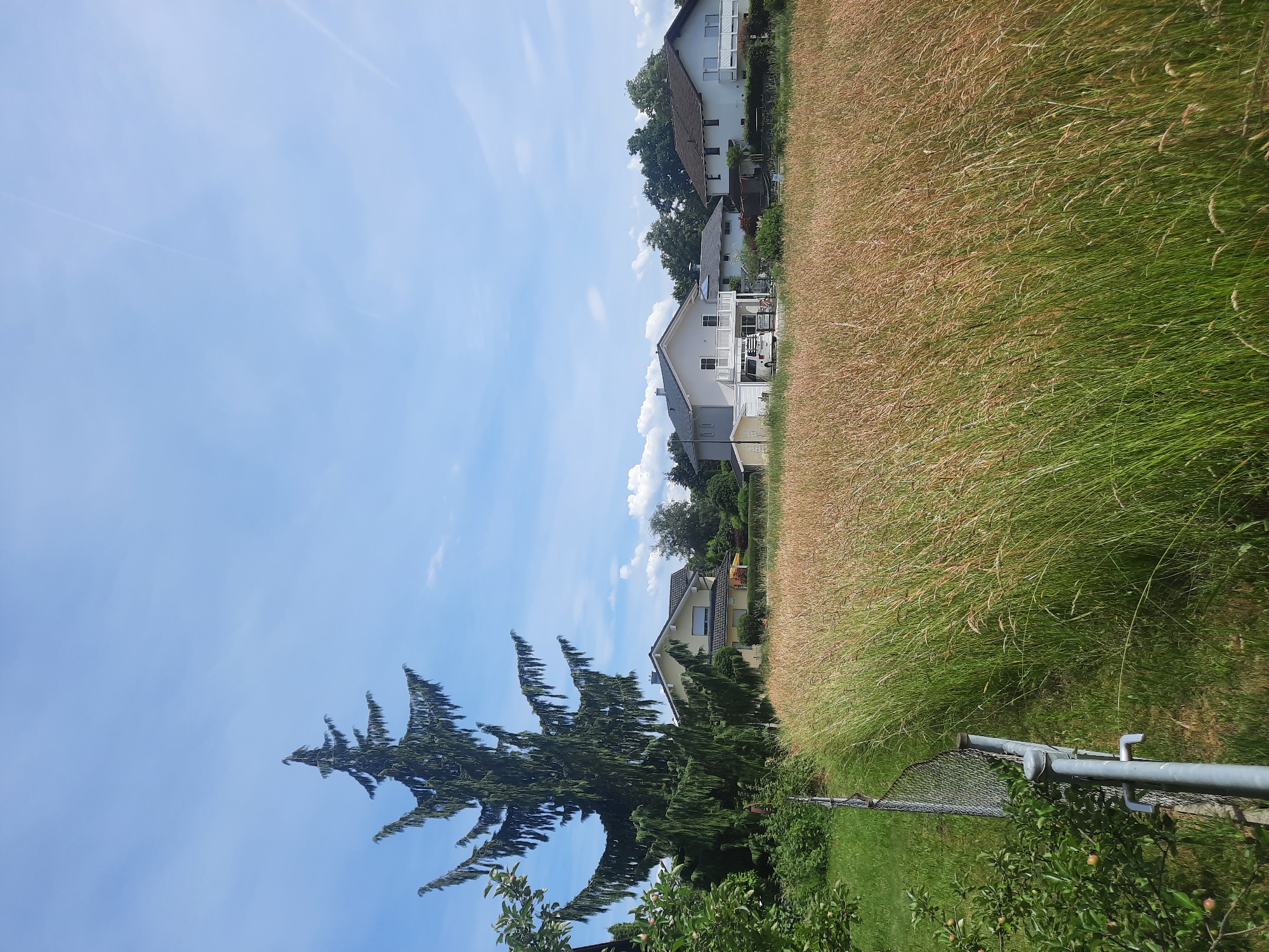A tall, mature evergreen tree stands to the left of the frame, its branches drooping. In the mid-ground, a row of residential houses with white walls and dark roofs are visible, set against a backdrop of lush green trees. A section of a chain-link fence is in the foreground, bordering a field of tall, dry grass with some green patches. The sky is a clear blue with scattered white clouds, suggesting a bright, sunny day. The image appears to be taken from a slightly elevated position, looking across the field towards the houses. The location is identified as Rosenheim, Germany.