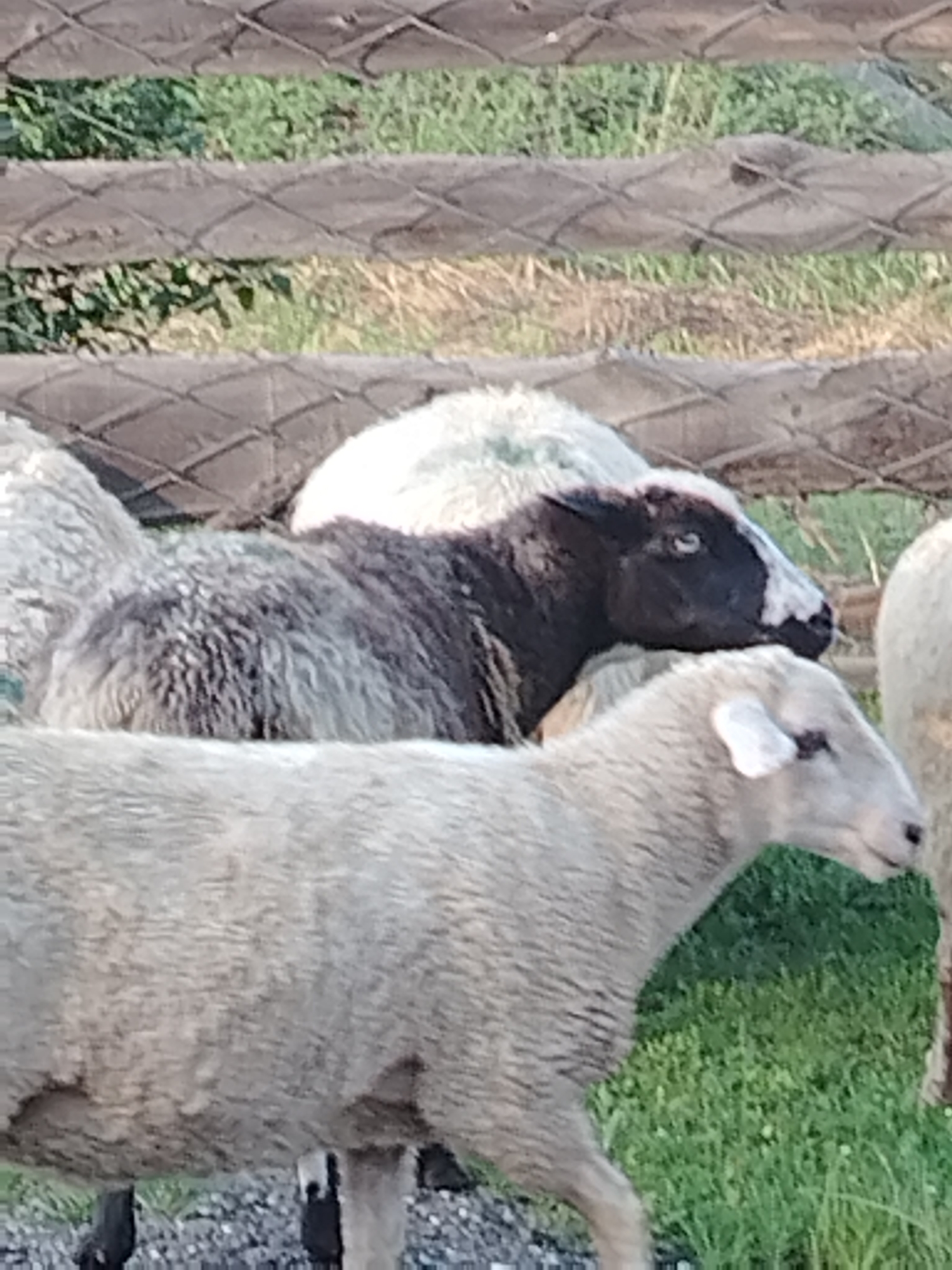 The image shows a group of sheep in an outdoor setting, with a wooden fence in the background. The sheep are of various colors, including white and dark brown. One sheep in the foreground is primarily white with dark patches on its face. Another sheep behind it is dark brown with white markings on its face and a white patch on its back. The sheep appear to be standing on a gravelly area with grass in the background. The lighting suggests it is daytime. The location in Iodro, Russia is not explicitly visible in the image, but the environment appears consistent with a rural or agricultural area.
