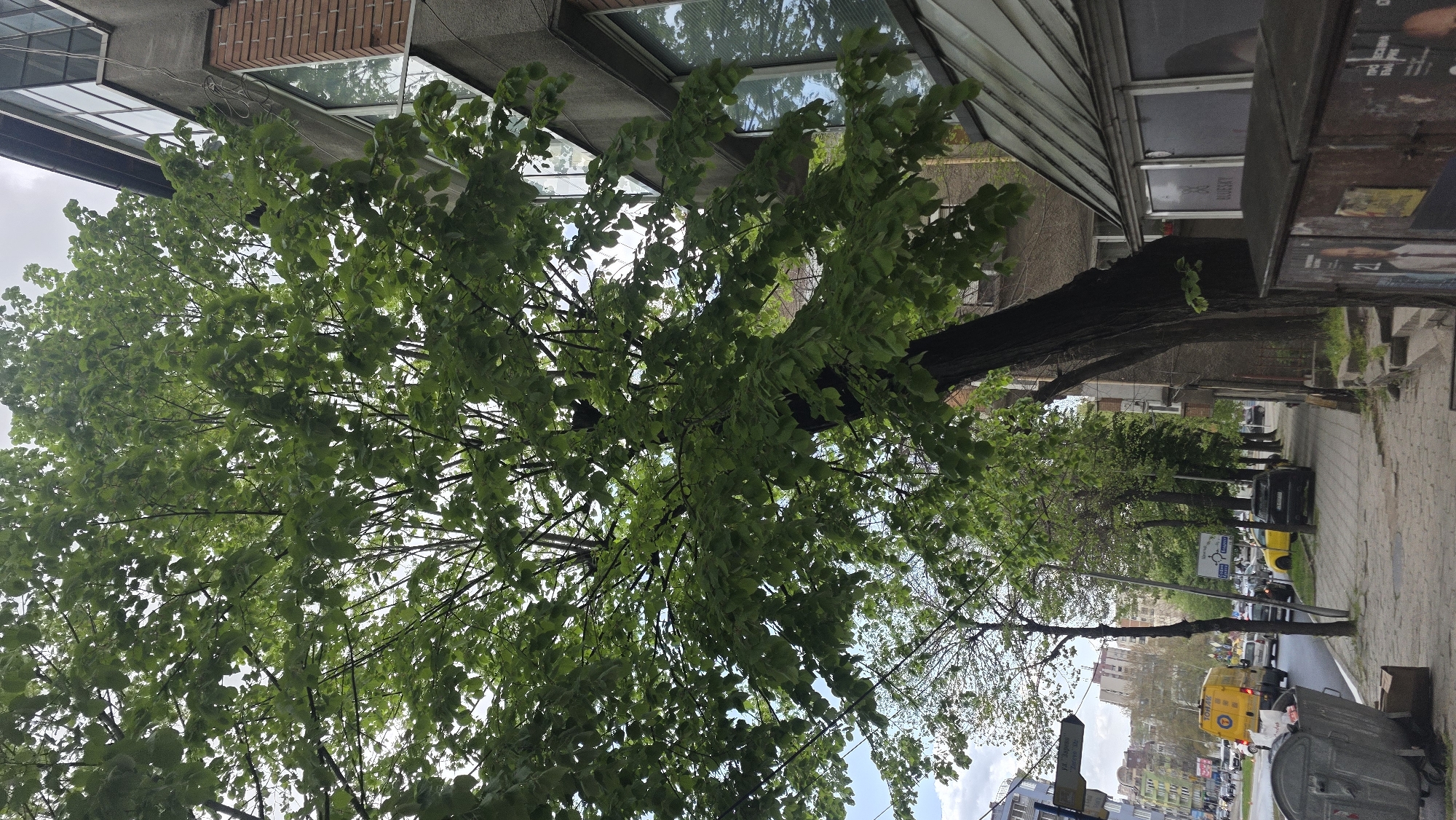 This image captures a vibrant urban street scene in Blagoevgrad, Bulgaria, viewed from a low angle looking upwards through a tree canopy. The time of day is daytime, likely spring or summer, given the lush, full green foliage of the trees. The sky appears partly cloudy or overcast.
In the foreground and midground, several trees dominate the view with dense canopies of bright green leaves, creating a natural filter for the light. The intertwining branches and visible parts of dark tree trunks frame the upper portions of surrounding buildings.
Beyond the trees, typical city architecture is visible. To the left, a multi-story building with brick sections and large windows, some reflecting the sky, stands. On the right, another building features a distinctive, possibly glass-paneled, slanted roof structure. Adjacent to these buildings, a paved sidewalk runs parallel to a street.
The street is active with traffic, including several cars and a prominent yellow van or truck. Various elements of street furniture are present, such as a gray trash bin, streetlights, and multiple street signs. A kiosk or newsstand with advertisements is also visible on the right side.
Visible text includes "BLECKY" reflected on a building window. A street sign on a pole clearly reads "УЛ. МАЯК Л. КАРАВЕЛО", identifying a street named "Mayak L. Karavelo". Other text on advertisements on the kiosk, such as "СВЯТА", "ИСКРА", and "24", is partially legible.