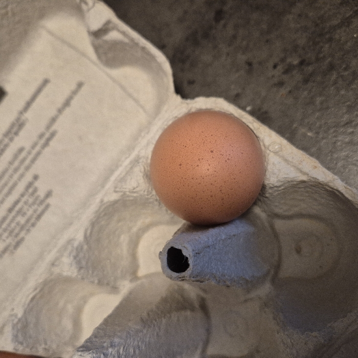 The scene is located in Strasbourg, France. A single, ovoid, light brown egg, displaying numerous darker speckles on its shell, rests within a molded paper pulp egg carton. The carton is light gray and appears to be designed for multiple eggs, with at least five empty depressions visible around the singular egg. A central, conical support pillar stands vertically within the carton structure. The carton's lid is open and angled upwards, revealing a surface with blurred, illegible black text printed upon it. A dark, textured, mottled surface occupies the background to the lower right of the egg carton. No individuals or overt actions are depicted.