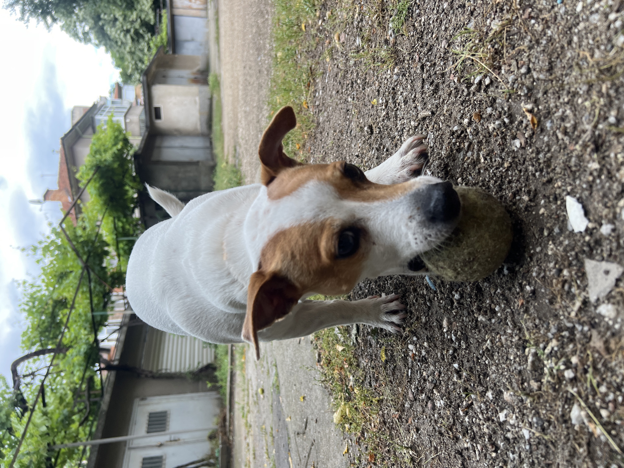 A Jack Russell Terrier dog stands on a dirt path holding a tennis ball in its mouth. The dog has a white body with brown markings on its head and floppy ears. The path is bordered by concrete on one side and grass on the other. Buildings are visible in the background, suggesting an urban environment. The general architecture and surroundings could possibly be in Plovdiv, Bulgaria.