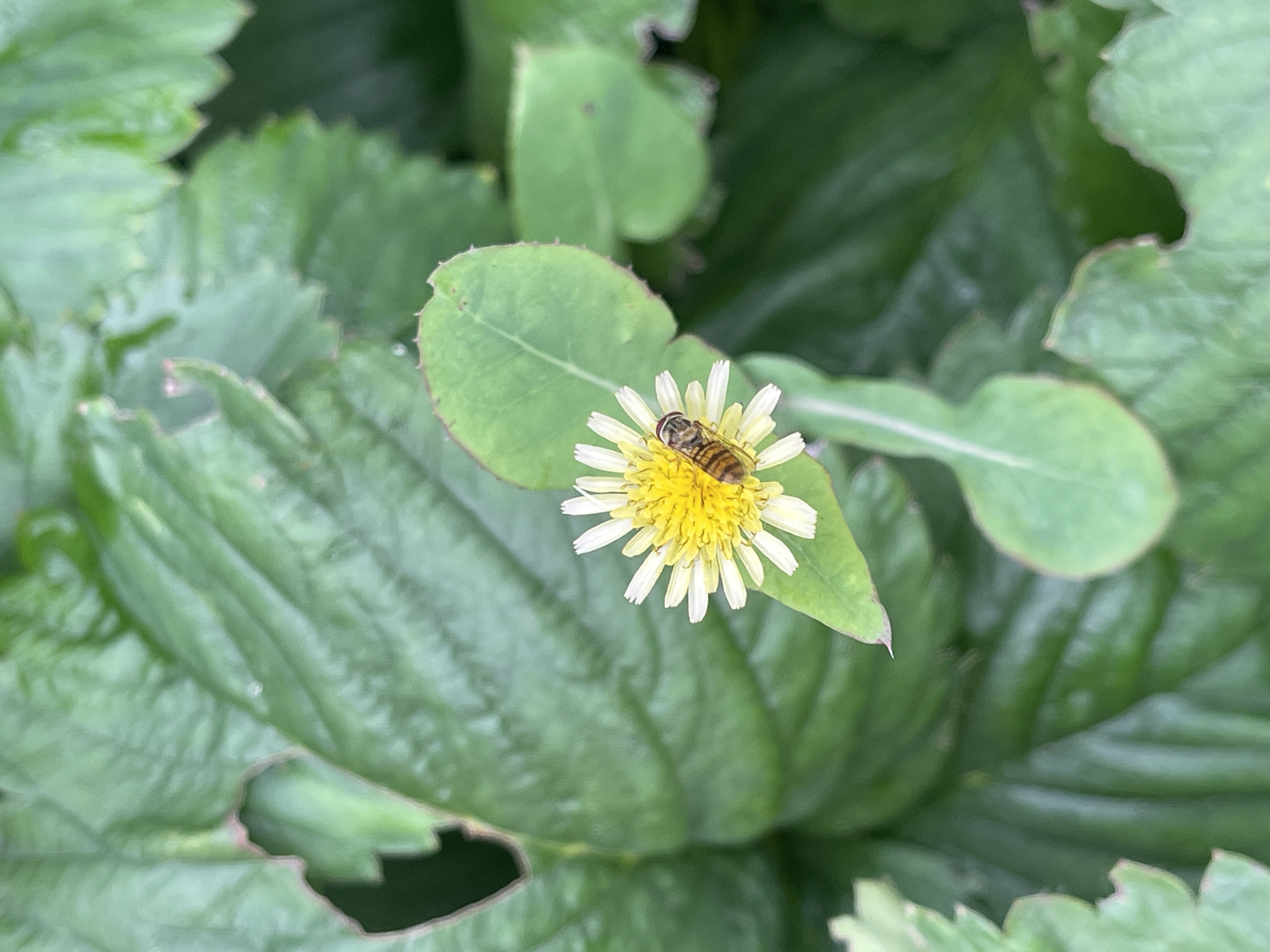 An overhead shot shows a small, white-petaled flower with a yellow center, upon which a striped bee rests. The flower is surrounded by large, green leaves, some of which have irregular edges and appear slightly damaged. The background consists of more blurred green foliage, suggesting a natural or garden setting. The image appears to be a close-up macro photograph. The location, "Средний, Russia," is provided as metadata and cannot be visually confirmed from the image itself.