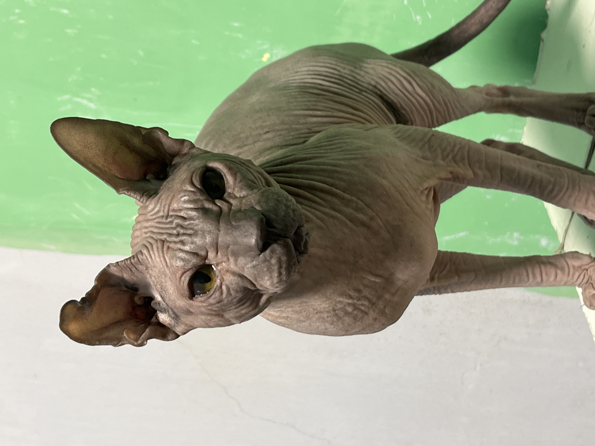 A hairless cat stands in front of a lime green wall and a white wall. The cat is light brown and has wrinkles all over its body. It is looking directly at the camera with its eyes open. The background appears to be a studio or indoor setting, with no indication of any specific location in the city of Nizhny Tagil, Russia.