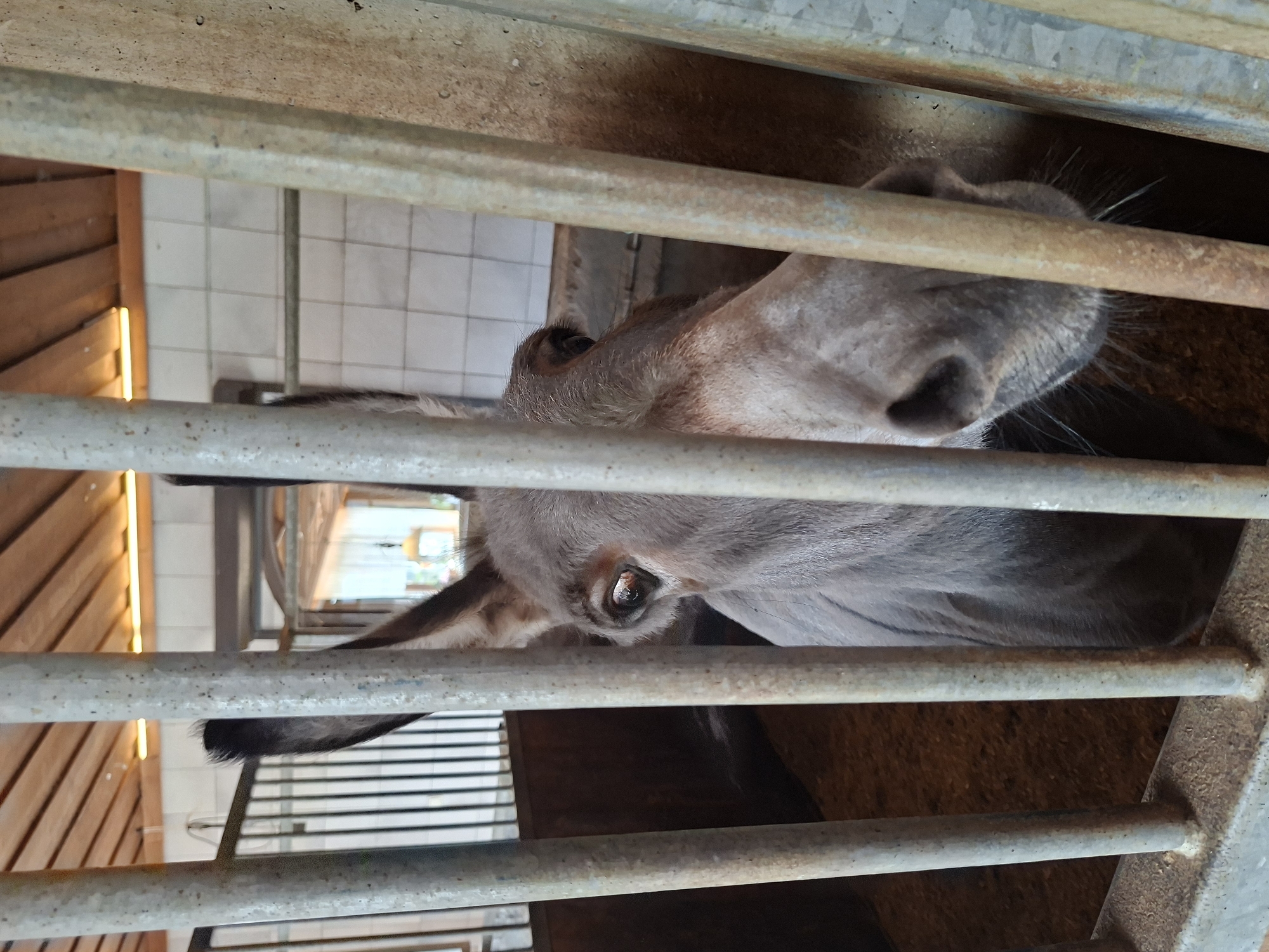 A medium shot shows a donkey inside a pen, viewed through metal bars. The donkey is gray with large ears and is facing towards the camera. The enclosure appears to be made of wood and metal, with a dirt floor. The background includes tiled walls and a wooden ceiling with lights. The location is described as being in Münster, Austria. The image is static and captures a moment of the donkey looking at the viewer.