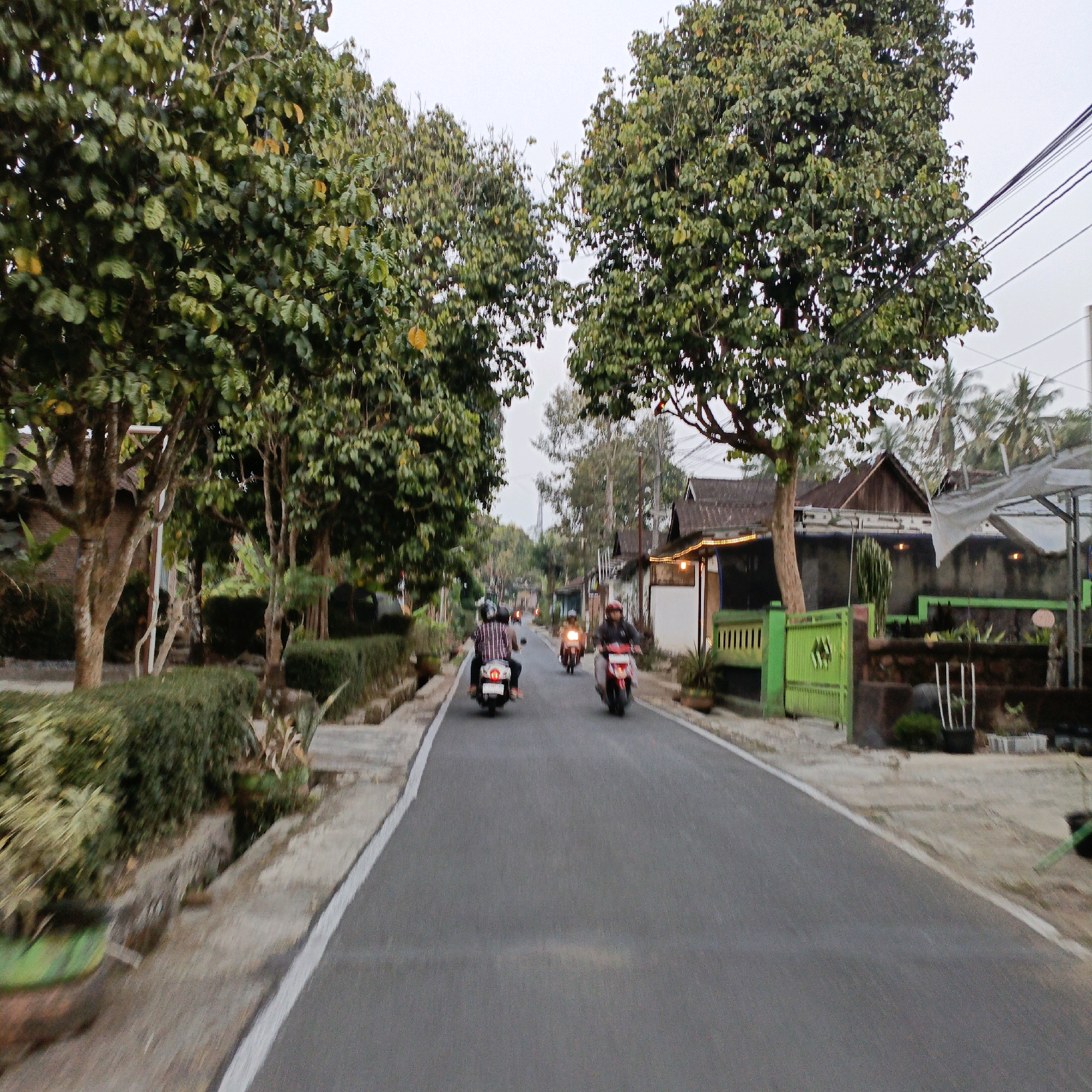 This image depicts a street scene in Salatiga, Indonesia, likely in a residential or semi-rural area, as evidenced by the presence of houses, trees, and vegetation alongside the road. The perspective is from a moving vehicle, suggesting a forward-facing shot.
The road itself is asphalted with a white dividing line. On either side of the road are sidewalks or pathways, bordered by green hedges and trees with dense foliage. Some of the trees are mature, with thick trunks. In the background, houses with pitched roofs are visible, some with decorative lighting. A bright green gate and fence are prominent on the right side of the road. Coconut trees are visible in the far background, indicating a tropical climate.
Several individuals are riding motorcycles on the road. The closest motorcycle on the left has a rider wearing a striped shirt. Further ahead, two other motorcycles are visible in the distance. The lighting suggests it is either early morning or late afternoon, with diffused light and a slightly overcast sky. The overall impression is one of a quiet street with everyday activities taking place.