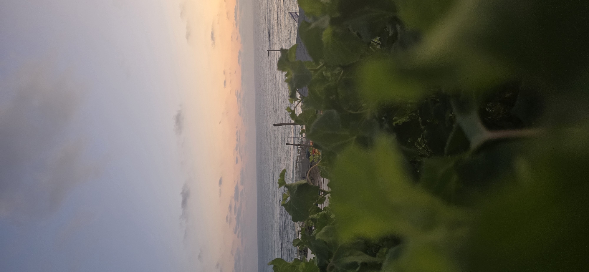 The image depicts a serene sunset over the Mediterranean Sea in Bat Yam, Israel, as viewed from a garden or balcony. In the foreground, out-of-focus green leaves and stems dominate, obscuring the lower portion of the scene. The middle ground reveals the tranquil sea, with gentle waves lapping at the shore. Beyond the sea, structures that appear to be part of the Bat Yam coastline are visible, including buildings and what might be a pier or boardwalk. A few scattered clouds are present in the sky, tinged with the warm hues of the setting sun, ranging from soft pinks and oranges to pale blues. An Israeli flag is visible on the right side of the image. The overall atmosphere is one of peaceful twilight.