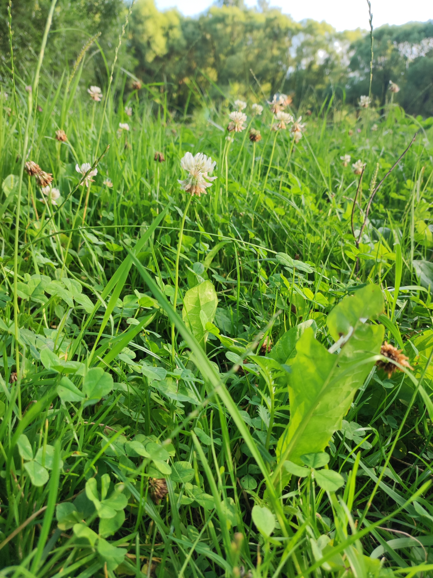 The image depicts a close-up, low-angle view of a field of green grass and clover, with several white clover flowers scattered throughout. The foliage is dense, with some blades of grass and leaves in sharp focus in the foreground. In the background, blurred trees with green foliage are visible under a bright sky. The scene appears to be a natural, outdoor environment, possibly a park or a meadow. There are no people or animals visible in the image. The lighting suggests it is daytime, with sunlight illuminating the scene. The overall impression is one of lush vegetation and a tranquil, natural setting. Given the provided location, this could be a field in the vicinity of Алабино, Russia.