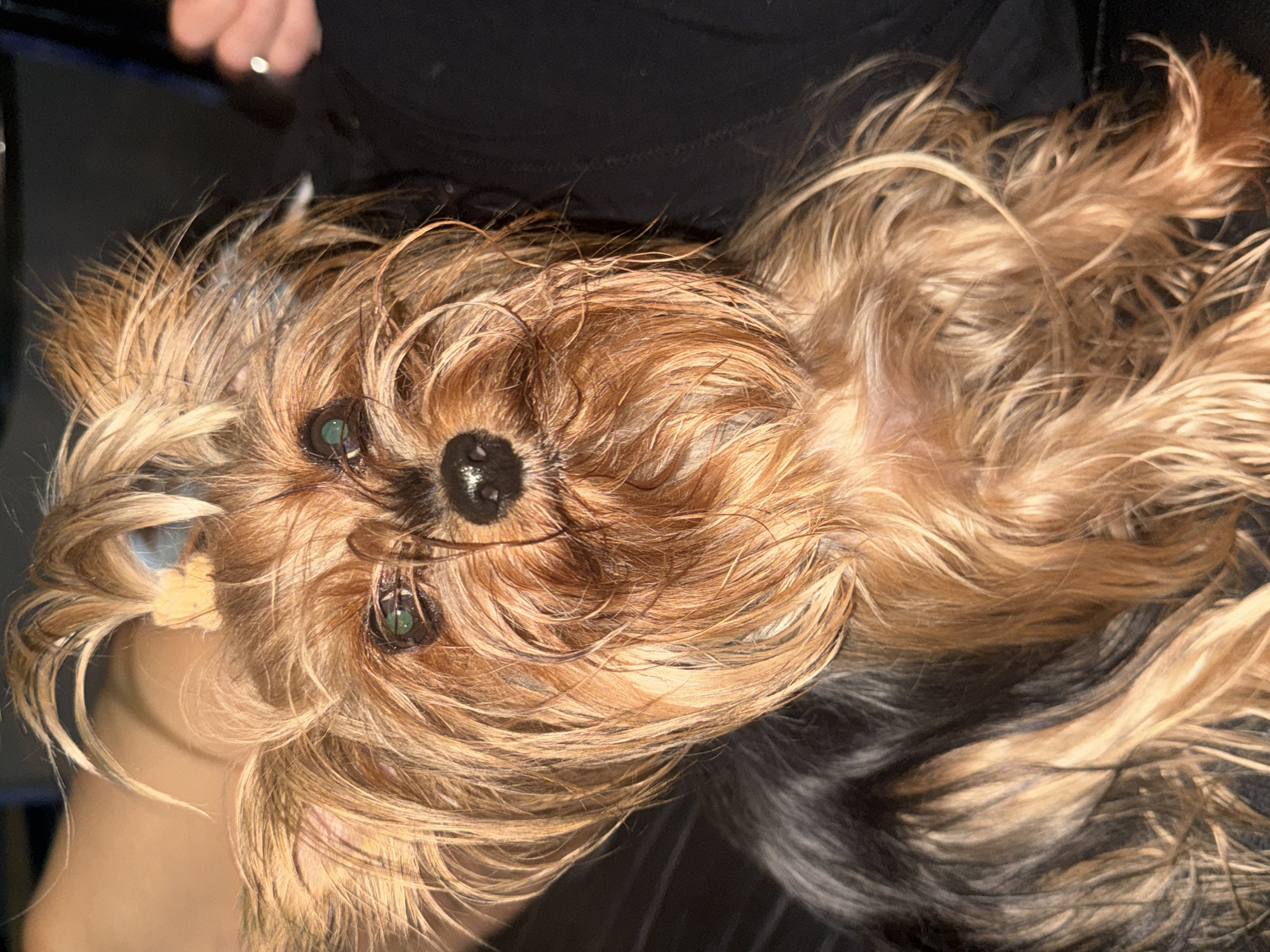 The media file presents a close-up, overhead shot of a small dog, likely a Yorkshire Terrier, with its head tilted upwards. The dog's long, silky fur features a striking blend of golden-blonde/tan and dark brown/black, appearing somewhat tousled or slightly damp, which adds to its textured appearance. Its dark, moist nose is central, while its large, dark eyes with noticeable green irises reflect a bright light source, giving them a curious and gentle expression as the dog gazes directly at the viewer.
A human hand, specifically a finger adorned with a silver-toned ring, is partially visible in the upper background, out of focus, suggesting human interaction with the dog. The background surrounding the dog is a dark, indistinct fabric, possibly clothing or a blanket. The scene is illuminated by bright, directional lighting, consistent with daytime, creating strong highlights on the dog's fur. No specific location details are discernible from the image itself, but it is situated in Oberflachs, Switzerland according to the provided context. There is no visible text within the image. The overall impression is an intimate and tender moment with the animal.