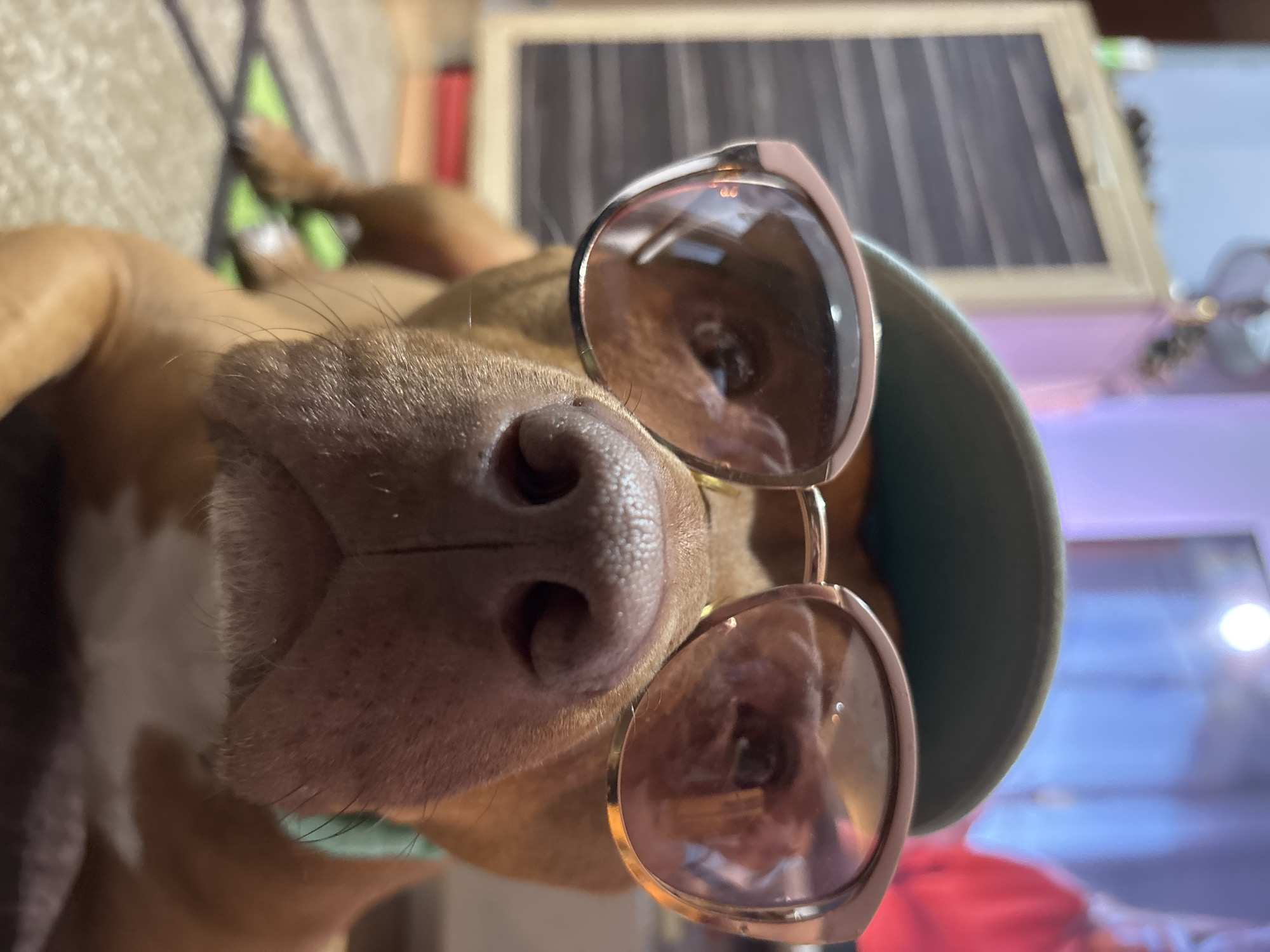 A close-up, eye-level shot captures a brown and white dog wearing rose gold-framed sunglasses and a green/teal baseball cap. The dog's large, moist, dark brown nose is prominently centered in the foreground, facing directly towards the viewer, with visible whiskers around its snout. The reflective lenses of the sunglasses obscure the dog's eyes but show reflections of the indoor environment, including a light source and possibly a television screen emitting blue and purple light. A patch of white fur is visible on the dog's chest or neck below its snout.
The dog is striking a playful pose, looking directly into the camera, which gives the impression of a humorous or character-like portrayal. The lighting suggests an indoor setting, likely during the day or under bright artificial light. The image is oriented with the dog's head tilted sideways, almost 90 degrees counter-clockwise.
The background, largely out of focus, reveals elements of an indoor space, including a light-colored wall or furniture, and what appears to be a framed object with dark vertical lines, possibly blinds or a simple drawing board. Faint blurs of red and blue/purple hues suggest additional background items like cushions, clothing, or electronic displays. There is no visible text in the image. The location is Sofia, Bulgaria.