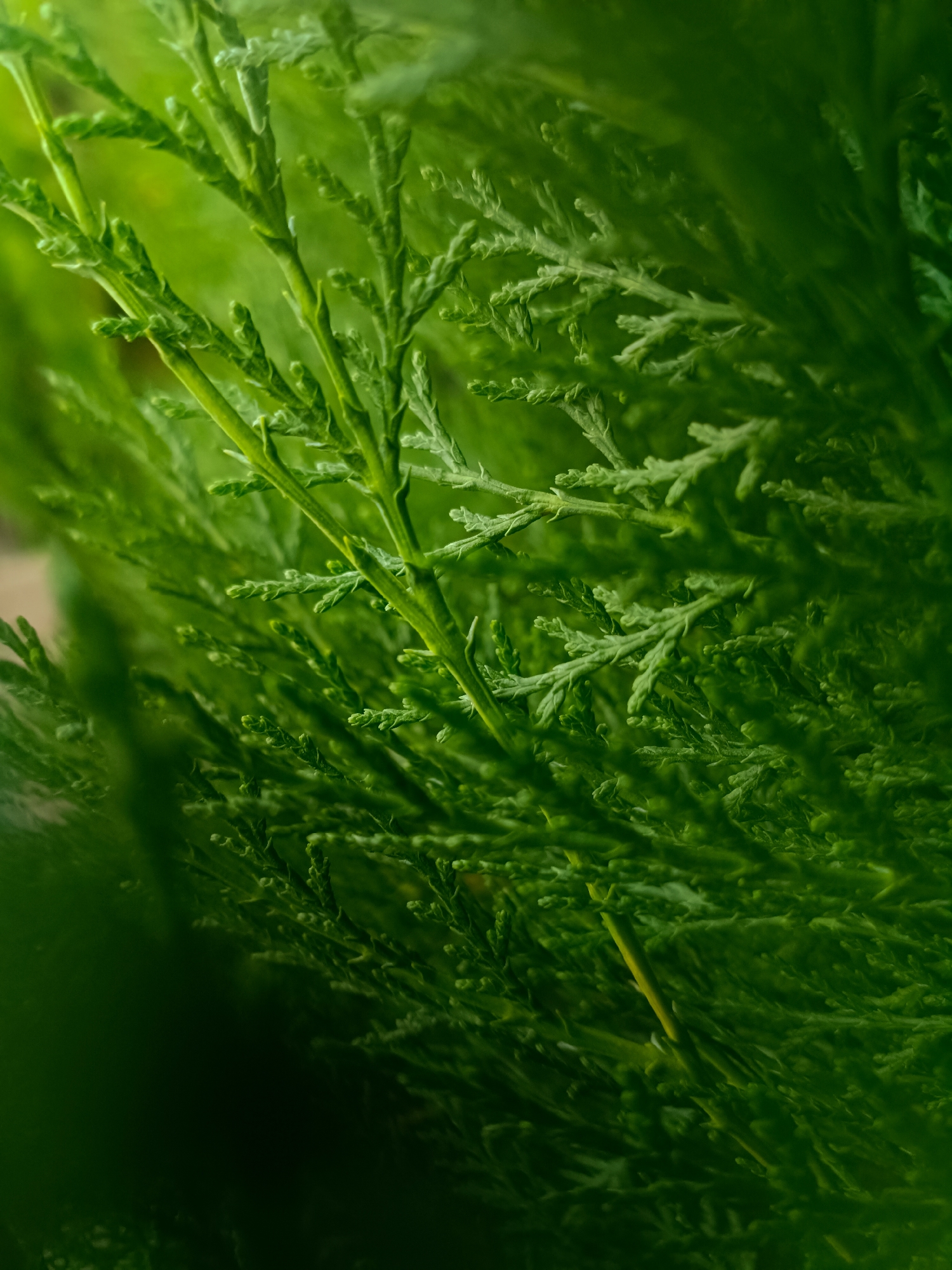 The image is a close-up, detailed shot of vibrant green foliage. The branches are densely packed and appear to be part of a coniferous tree, possibly a cedar or cypress, with feathery, scale-like leaves. The lighting creates a sense of depth, with some areas in sharp focus and others softly blurred, emphasizing the texture and intricate patterns of the leaves. There are no people or structures visible in the frame, and the environment is solely characterized by the lush greenery. The context of Tash-Dobo, Kyrgyzstan, is not visually represented in the image itself.
