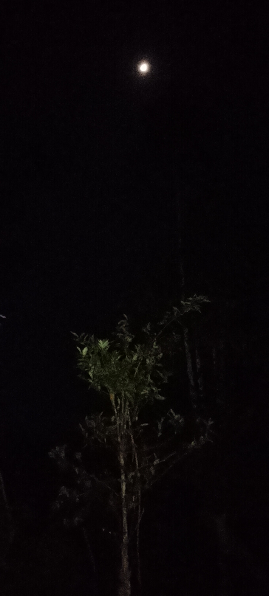 A moonlit night scene in Padang Dalom, Indonesia, shows a small tree with green leaves in the foreground, its branches extending upwards. The moon is visible as a bright disc in the dark sky. The background consists of dark foliage and trees, with faint vertical lines suggesting more trees or structures. The overall atmosphere is dark and serene, characteristic of a rural night.