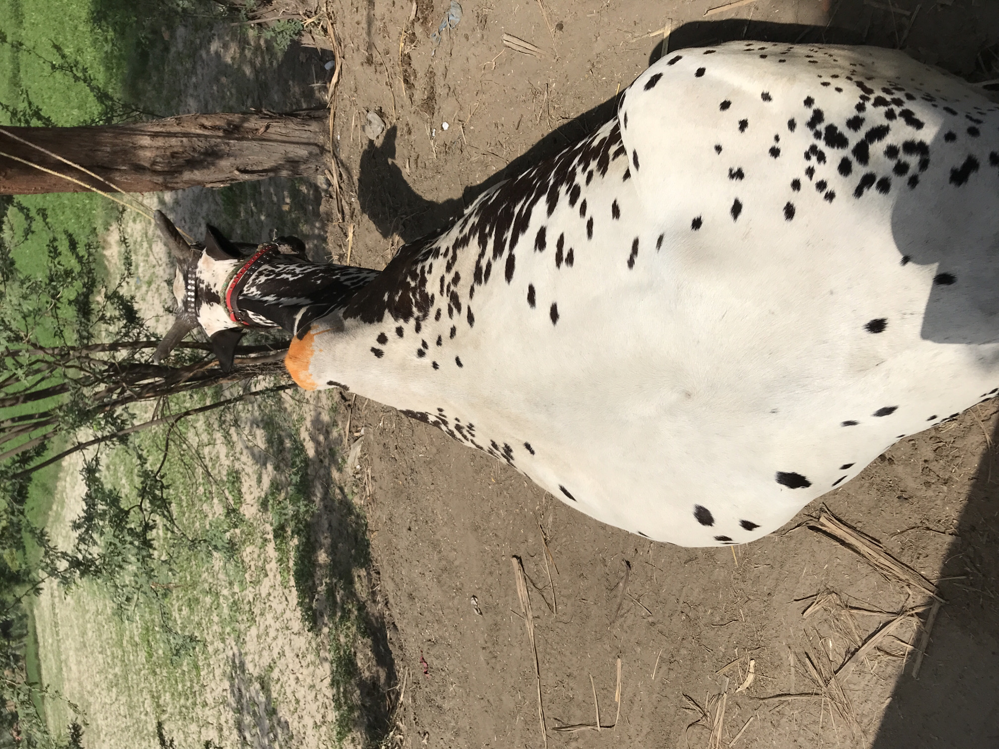 The image shows a white cow with black spots standing on dirt. The cow is wearing a red collar with white decorations. A tree is to the left of the cow, and a field is visible in the background. The location is Unknown, Unknown.