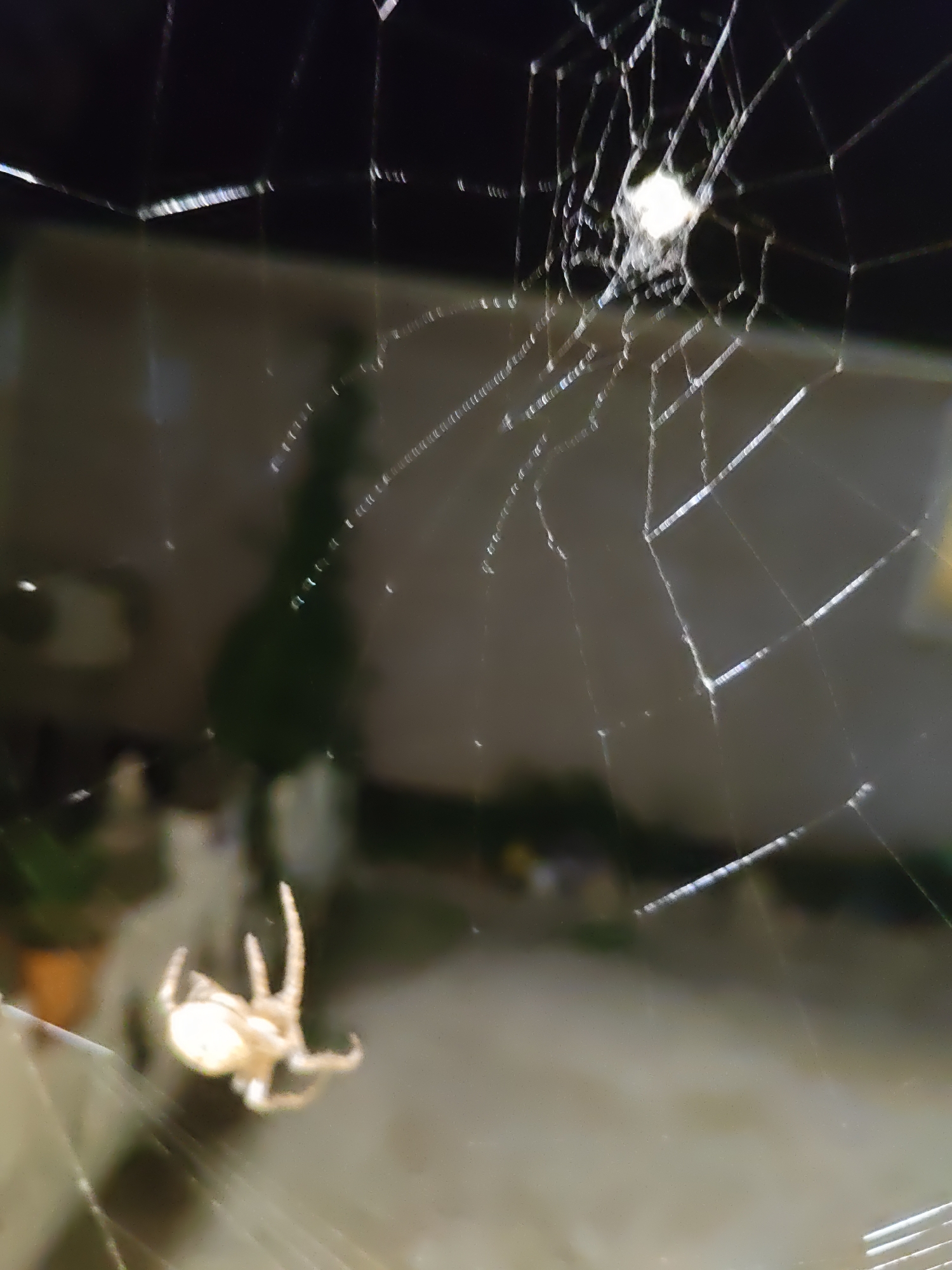 The image depicts a spider on its web, with a bright light source reflecting in the center of the web. The spider is small and light-colored, with its legs extended. The web is intricate and appears to be made of fine silk threads, catching the light in many places. The background is blurred, suggesting it's outdoors at night, possibly in a garden or on a building exterior. The scene is devoid of any human presence or activity. The location in Rostov-on-Don, Russia, is not explicitly evident from the image itself, but it is provided as contextual information. The overall impression is one of a natural scene captured in low light conditions.