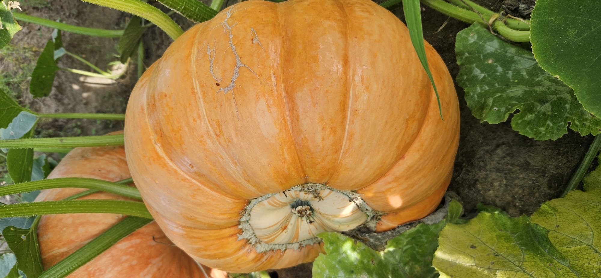 In a field within Мазалаўскі сельскі Савет, Belarus, a large, bright orange pumpkin is prominently featured, resting on dark soil amidst green foliage. The pumpkin is round and ribbed, with a light cream-colored stem that displays faint orange stripes. Several green vines, some thick and hairy, snake around the pumpkin and extend into the background. A second, out-of-focus orange pumpkin is visible in the upper left portion of the image. The leaves of the pumpkin plant are a vibrant green, with some showing signs of weathering or insect activity. The overall scene depicts a natural outdoor environment, likely a farm or garden.