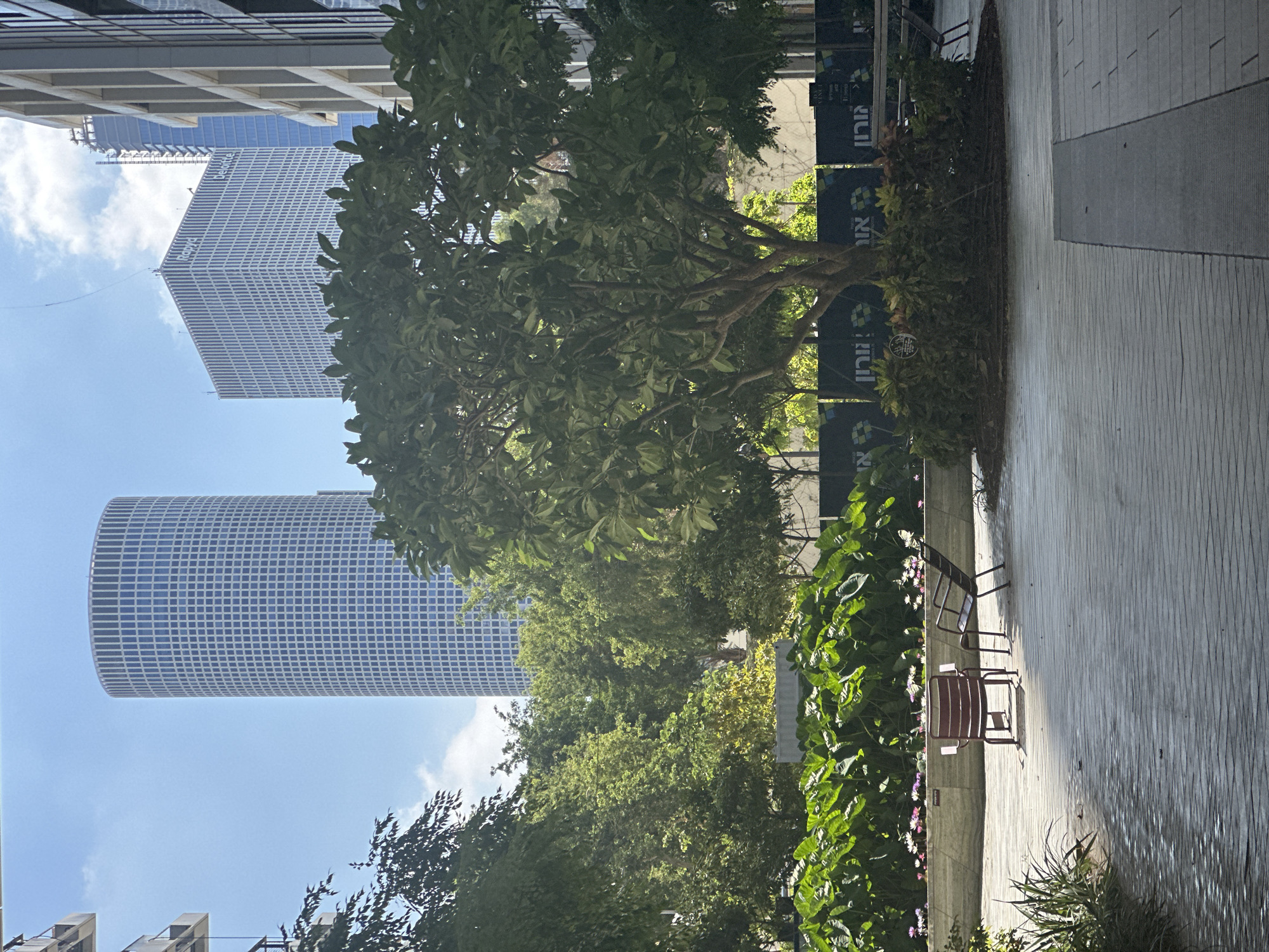 The image depicts a modern urban scene in Tel Aviv, Israel, likely within the financial district given the presence of prominent skyscrapers. In the foreground, a wooden-planked walkway curves into the scene, with dappled sunlight creating patterns on its surface. Two dark metal chairs and a matching table are positioned on the walkway. Beyond the walkway is a low concrete planter filled with large, glossy green leaves and some smaller flowering plants in pink and white.
Dominating the mid-ground is a large tree with a full canopy of green leaves, providing shade. Behind the tree, a black fence with Hebrew text and logos can be seen, suggesting it might be a construction site or a temporary barrier. Further in the background, two distinct skyscrapers rise against a clear blue sky with scattered clouds. The left skyscraper is a cylindrical, white building with a grid of windows. To its right is a rectangular, white skyscraper also featuring a grid of windows, with "Rapyd" and "deloitte" visible on its facade. Another taller, unfinished skyscraper is visible to the far right. The overall impression is one of a contemporary urban environment blending green spaces with high-rise architecture.