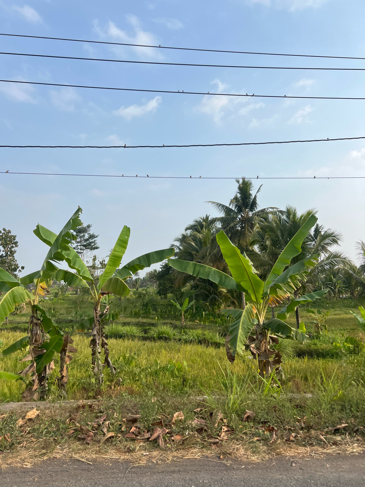 In Wukirsari, Indonesia, a rural landscape is depicted under a clear sky with scattered clouds. Several power lines stretch horizontally across the upper portion of the frame, and on these lines, numerous small birds are perched. In the foreground, there are three banana trees with large green leaves and fibrous trunks. Behind the banana trees, a verdant field of rice paddies is visible, interspersed with more trees, including several coconut palms, which form a dense backdrop. The ground in front of the banana trees is covered with dry leaves and grass, and a paved road runs along the bottom edge of the image. The scene captures a tranquil moment in a tropical agricultural setting.