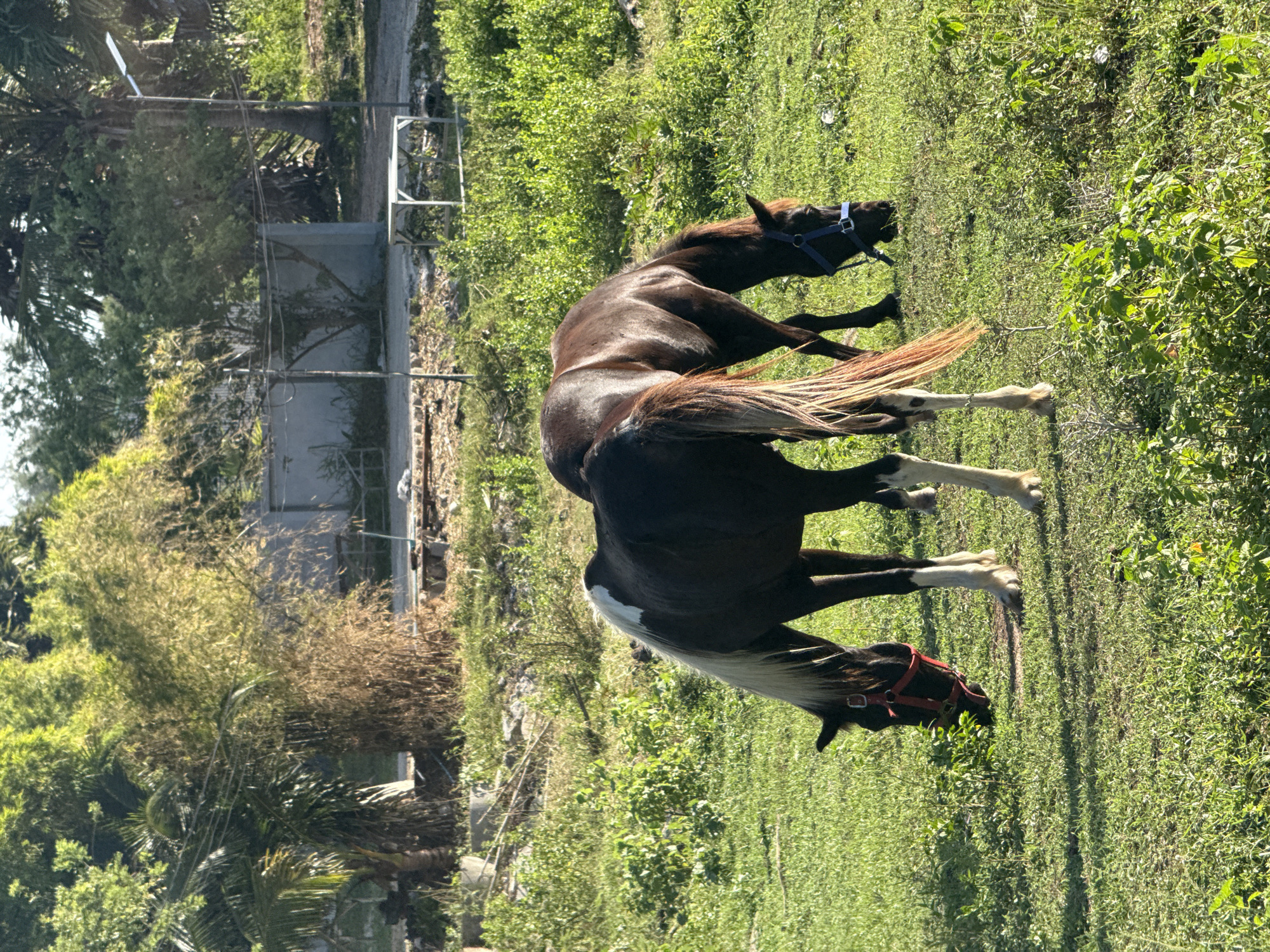Two horses graze in a grassy field in Ko Samui District, Thailand. The horse in the foreground is predominantly dark brown with a white blaze on its forehead and mane, and white markings on its legs. It is wearing a red halter and is bent down, eating grass. The second horse, mostly visible from the side, is dark brown and has a lighter brown mane and tail. It is also grazing and is wearing a blue halter. The background features lush green vegetation, including palm trees and bamboo, as well as some man-made structures such as a low wall and a table. The lighting suggests it is daytime, likely morning or late afternoon, with shadows cast on the grass.