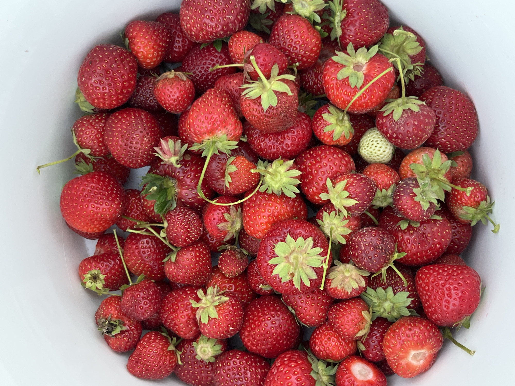 This is a top-down, close-up, full-frame shot of a white bucket overflowing with ripe red strawberries. The strawberries vary in size and shape, with many featuring green stems and leaves. Some strawberries are whole, while others are cut in half, revealing their red flesh and seeds. The lighting is natural and evenly distributed, highlighting the vibrant color and texture of the fruit. The background is a plain white, indicating the interior of the bucket. There are no people, animals, or other objects visible in the image. The setting appears to be a domestic environment, possibly a kitchen or garden, in the city of Koroviia, Ukraine.