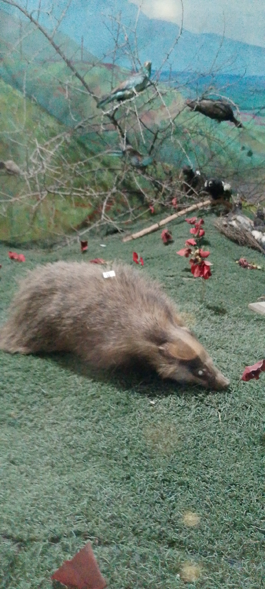 The image is a close-up, eye-level shot of a taxidermied badger lying on artificial grass. The badger is positioned on its left side, facing to the right. It has a striped face with dark markings around its eyes and a lighter snout. Its fur is a mix of brown and gray. A small white tag is attached to its back. The background depicts a diorama scene with a painted sky and hills, and some artificial vegetation, including a tree branch with no leaves and several small red flowers. There are also what appear to be other taxidermied birds and animals in the background, as well as some brown, leaf-like shapes scattered on the ground. The lighting suggests an indoor setting, possibly a museum exhibit.