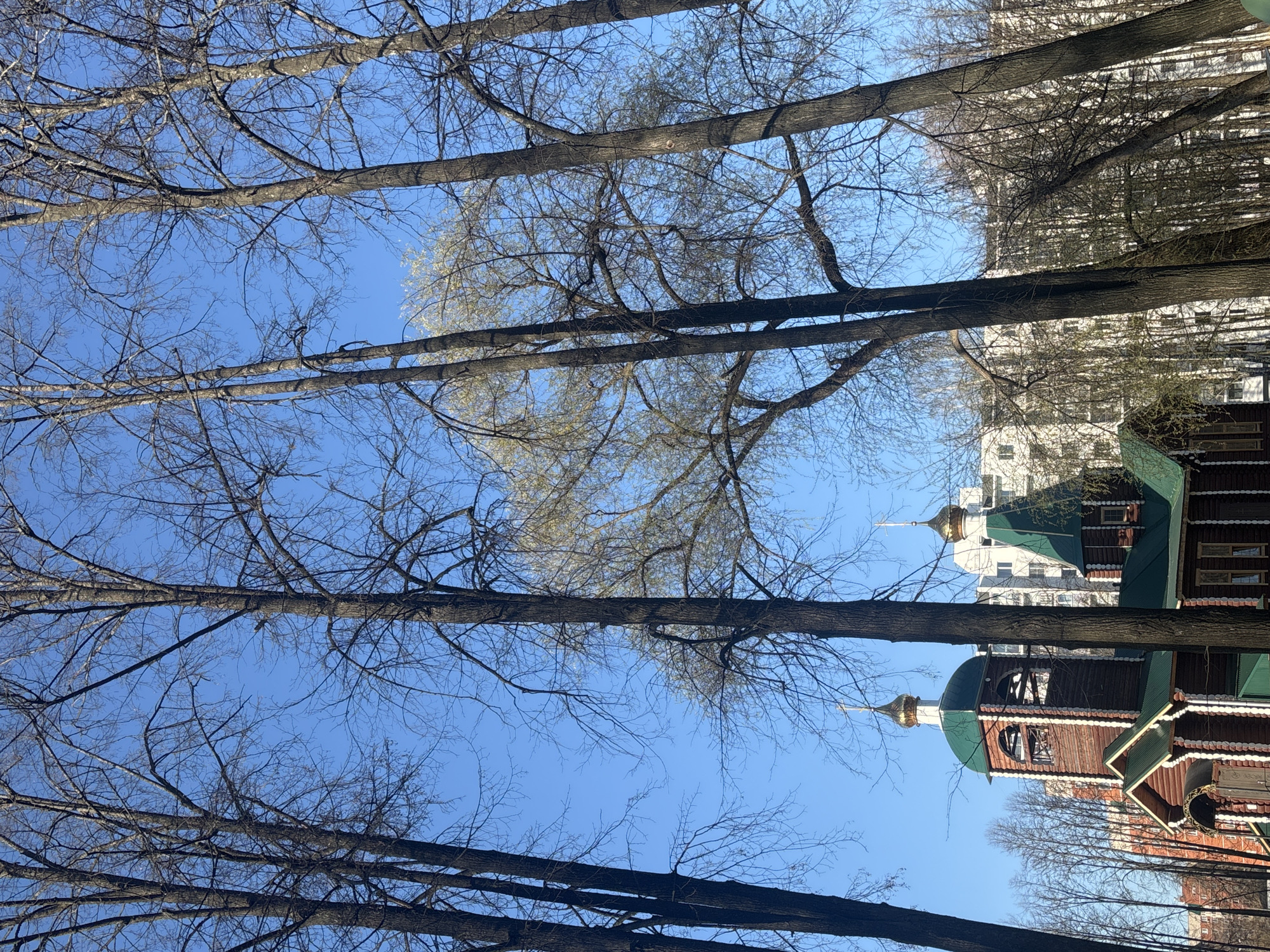 The image, taken in the city of Chaikovsky, Russia, is a low-angle shot looking up through bare trees towards a bright blue sky. Visible through the trees is a Russian Orthodox Church, characterized by wooden construction, a green roof, and a gold-topped dome. Behind the church, a modern, multi-story white building is visible. The trees in the foreground are mostly bare with some hints of new budding. The shot emphasizes the verticality of the trees and the architectural contrast between the traditional church and the modern building.