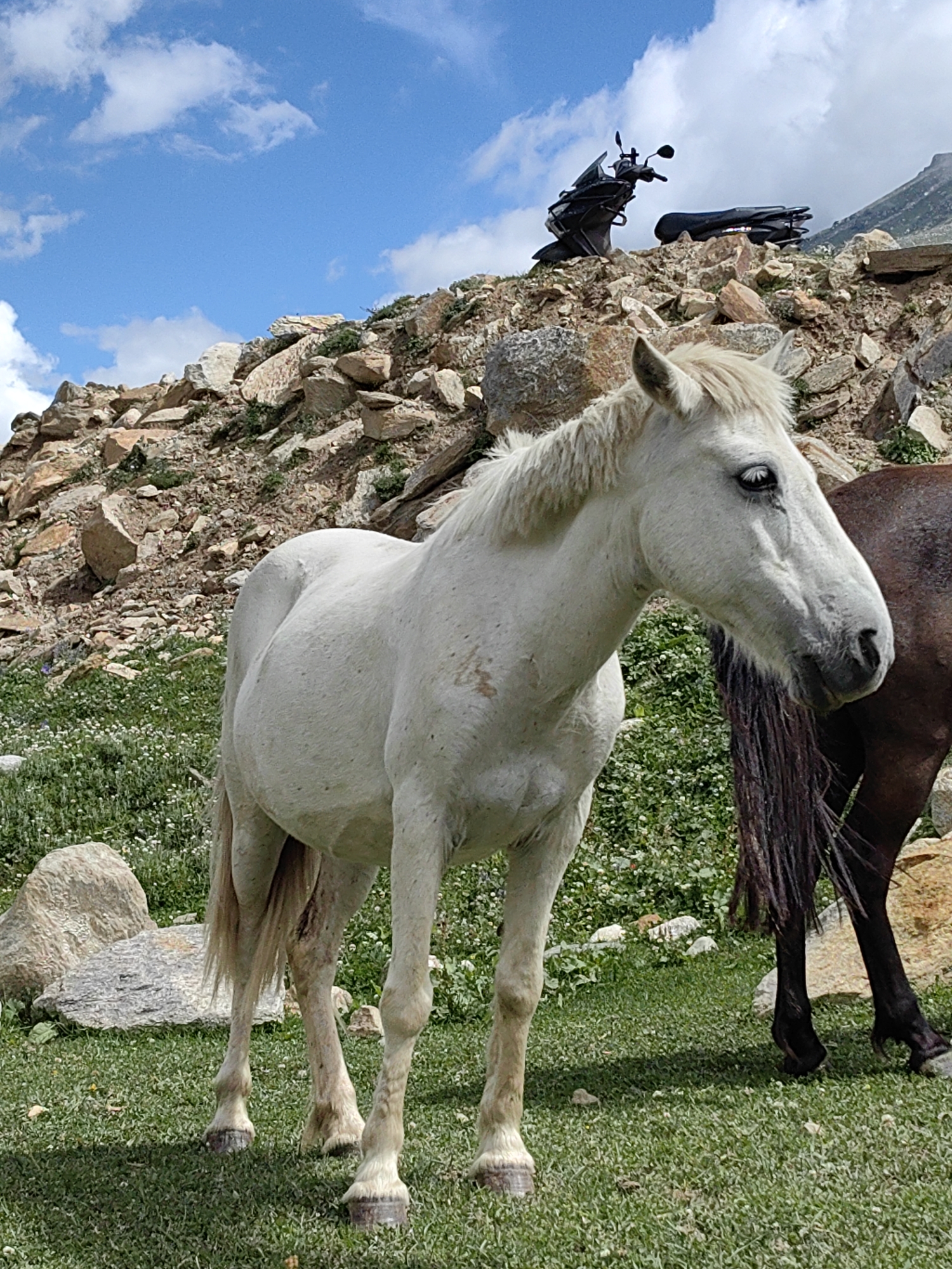 In Gramphu, India, a white horse stands in a grassy field with a rocky hillside behind it. The horse is facing to the right, its head tilted slightly downwards. A dark brown horse stands to the right of the white horse, only its hindquarters and tail visible. In the background, the rocky hillside is scattered with sparse green vegetation. At the top of the hill, a black scooter is parked. The sky above is blue with scattered white clouds.