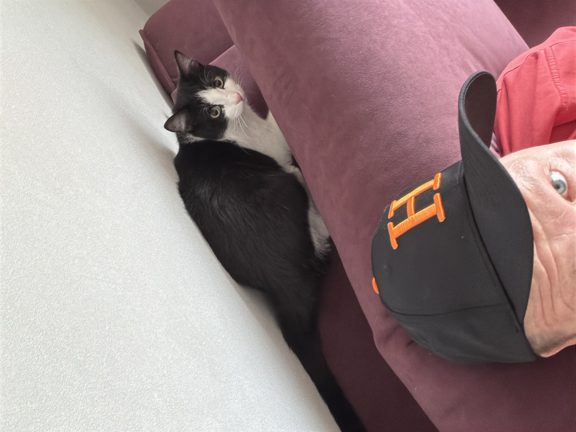 The image presents a black and white cat with a long tail lying on a white surface next to a plush, purple couch. A person wearing a red shirt and a black baseball cap with an orange "H" is positioned on the couch. The person's face is partially visible, showing one eye. The location is Chaikovsky, Russia.