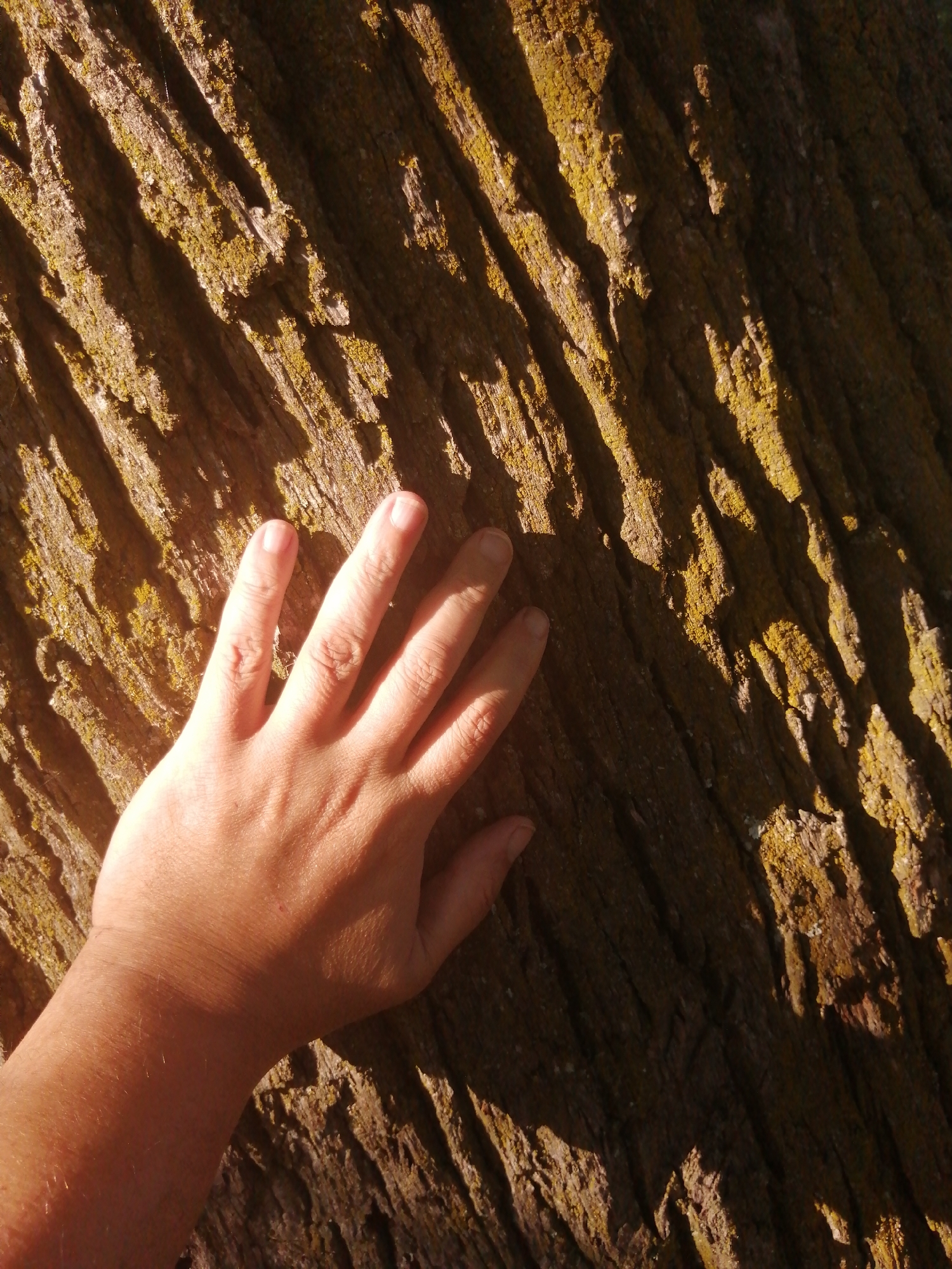 A human hand, with visible skin texture and fingernails, is resting on the bark of a tree. The bark is rough and textured, with patches of moss or lichen that appear yellowish-green. The lighting suggests it is either early morning or late afternoon, casting long shadows across the bark. The image is a close-up shot, emphasizing the tactile nature of the bark and the human touch. The scene does not contain any identifiable landmarks or context that would specifically place it in Slonim, Belarus.