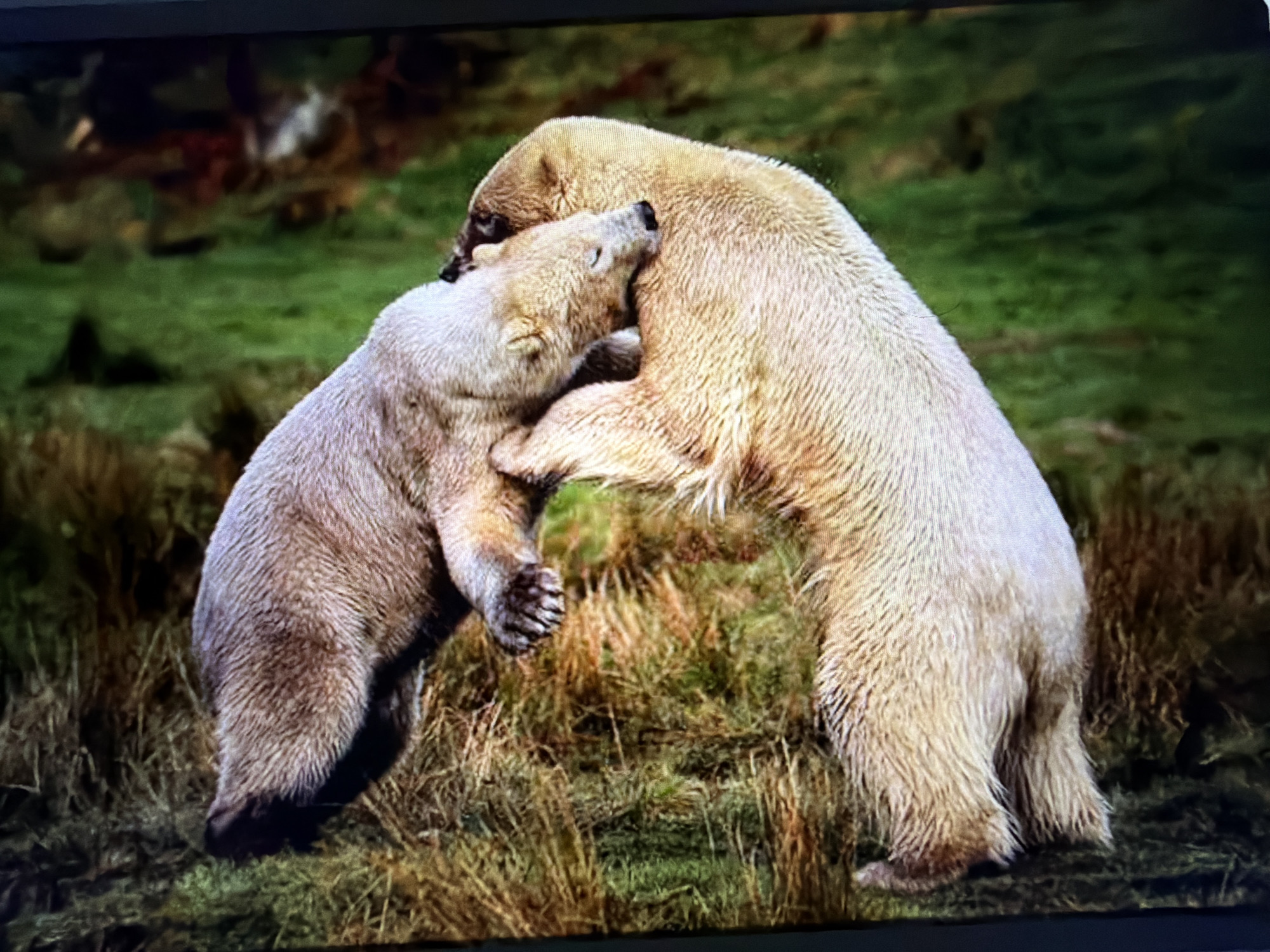 This is a photograph of two polar bears interacting in a grassy, outdoor environment. The bear on the left, appearing to be a cub, is nuzzling or biting the neck of the larger bear on the right, which has its head turned down. Both bears are standing on their hind legs, facing each other. The ground is covered in a mix of green grass and dry, brown vegetation. In the background, there are blurred shapes suggesting trees or bushes, with some areas of darker shadow. The lighting appears to be natural, with the polar bears' fur illuminated. The image captures a moment of apparent affection or play between the two animals. There is no indication of the location being in Falenty Nowe, Poland.