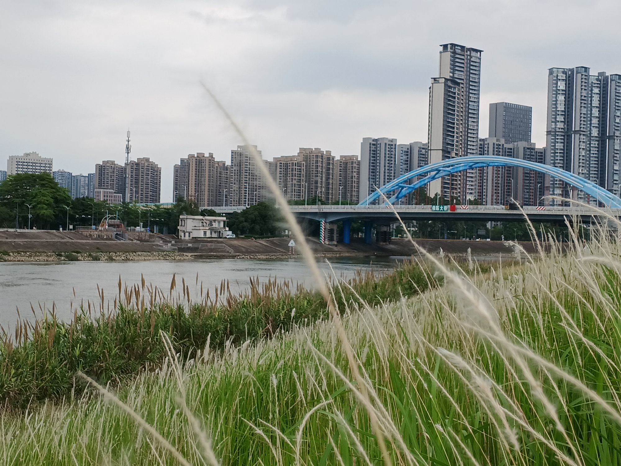 The image presents an urban landscape in Shunde District, China, under an overcast sky during daytime. In the immediate foreground, tall, light-colored feathery grasses, possibly cogon grass or reeds, grow on a gentle incline, creating a soft, blurred effect.
Across the midground, a wide river or canal flows, its banks lined with green and brownish vegetation. Spanning this water body is a substantial multi-lane bridge, characterized by a prominent, elegant blue arch structure. A red sign on the bridge clearly displays Chinese characters: "顺德大桥" (Shunde Bridge), confirming the location.
Beyond the bridge, a dense cityscape unfolds with numerous modern high-rise buildings dominating the background. These structures, mostly residential and commercial towers of varying heights, feature contemporary architectural styles. Among them, a tall cellular antenna tower is visible. The sky is uniformly cloudy, casting a diffused light over the scene. A few indistinct figures can be seen on the distant riverbank to the left, suggesting a peaceful, everyday urban setting where natural elements intertwine with modern development.