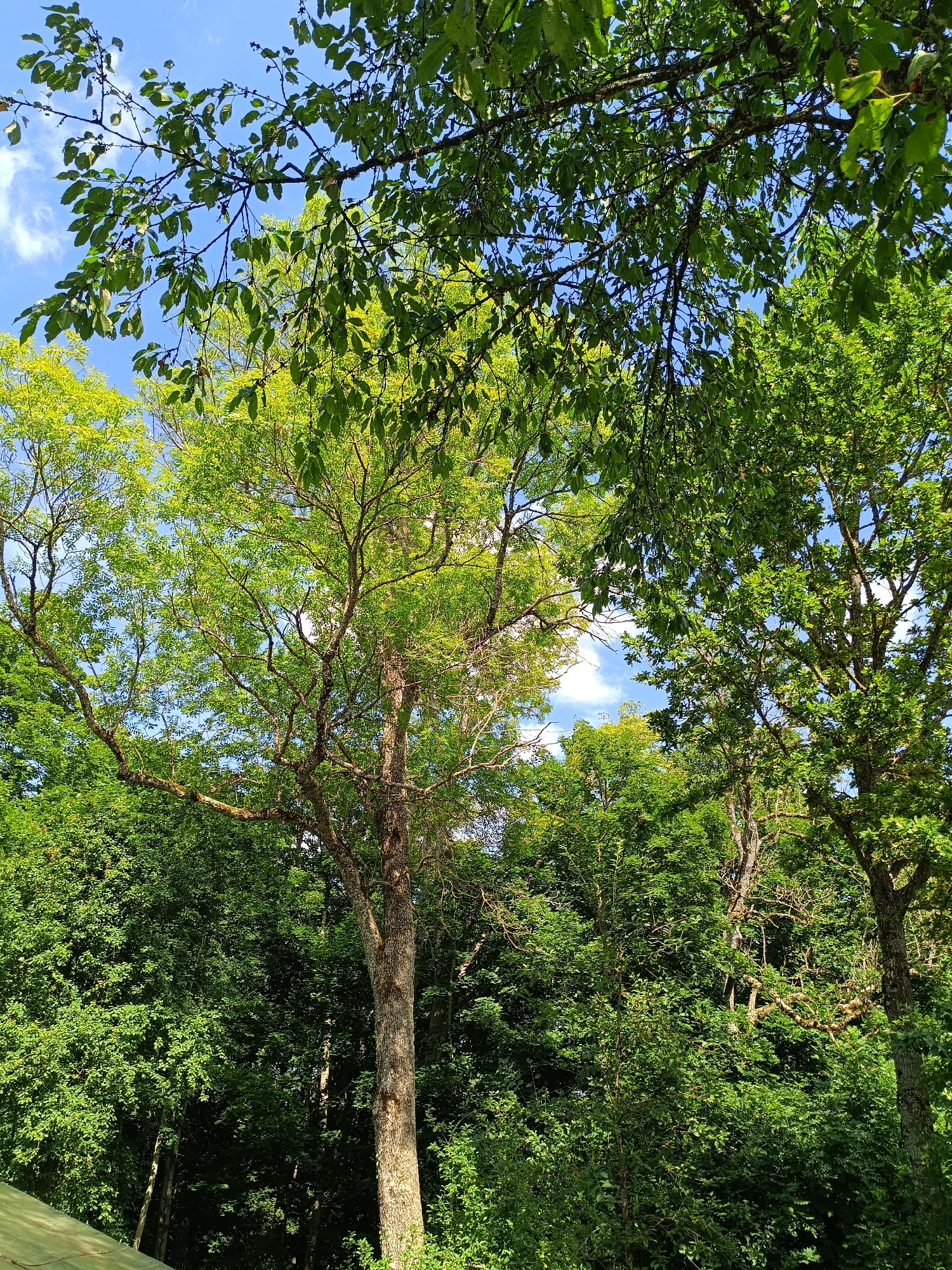 The image depicts a dense forest scene with the sky visible through the canopy of green trees. The trees are lush with foliage, and some branches extend into the foreground. The sky is a clear blue with scattered white clouds. There are no people or animals visible in the image. The setting appears to be a natural outdoor environment, possibly a park or a wooded area within or near the city of Tebras, Latvia, given the prompt's context. The lighting suggests it is daytime, with sunlight filtering through the leaves, creating areas of light and shadow. The overall impression is one of a vibrant, natural landscape.