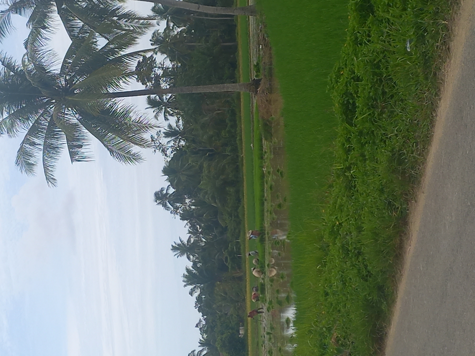 This is a medium shot, eye-level outdoor photograph of a rice paddy in Gampongblang, Indonesia. The scene is dominated by lush green vegetation and a cloudy sky. In the foreground, a paved road runs along the left side of the image. Beyond the road, a vibrant green field of young rice stalks extends into the midground.
The midground also features a flooded section of the rice paddy, reflecting the sky and surrounding greenery. Several individuals are present in this flooded area, engaged in what appears to be rice cultivation. One person, wearing a red shirt, is bent over with a tool. Others are also stooped or kneeling, some with baskets. A few wear conical hats, common for agricultural work in the region.
The background is filled with a dense forest of palm trees and other tropical foliage, typical of the Indonesian landscape. The overall impression is one of rural agricultural activity under an overcast sky.