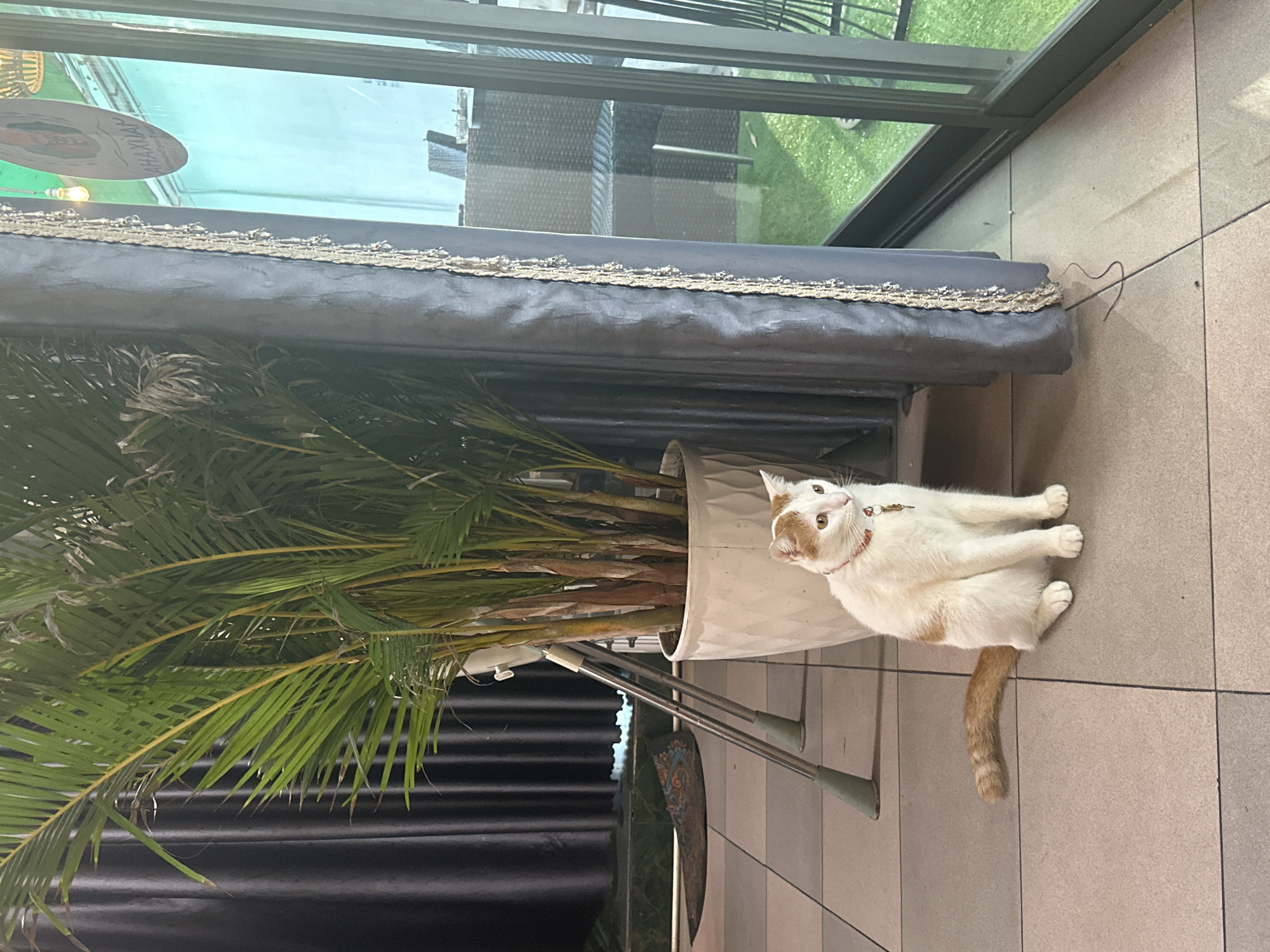 This image, taken in Nha Trang Ward, Vietnam, features a domestic cat sitting on a tiled floor next to a large potted plant. The cat is predominantly white with distinct orange-brown patches on its head and tail, and it wears a red collar with a small metallic tag. It is attentively looking upwards and slightly to its left, with a curious expression.
The plant is a lush palm, likely an Areca palm, with numerous green fronds and visible stems, housed in a textured white pot. Behind the plant and the cat is a dark, possibly black or dark gray, fabric-covered ledge or seating area, embellished with a decorative gold-colored trim along its edge.
A glass partition separates this space from an outdoor area, reflecting patio furniture made of wicker and sections of artificial green grass. The bright and clear lighting indicates it is daytime with pleasant weather conditions. Visible text on a circular sign reflected in the glass reads "MAHAXJAY" (mirrored), and another partially visible sign in the background shows letters like "HARIA," suggesting commercial establishments. The overall setting appears to be a relaxed indoor or semi-outdoor space, such as a cafe or restaurant.