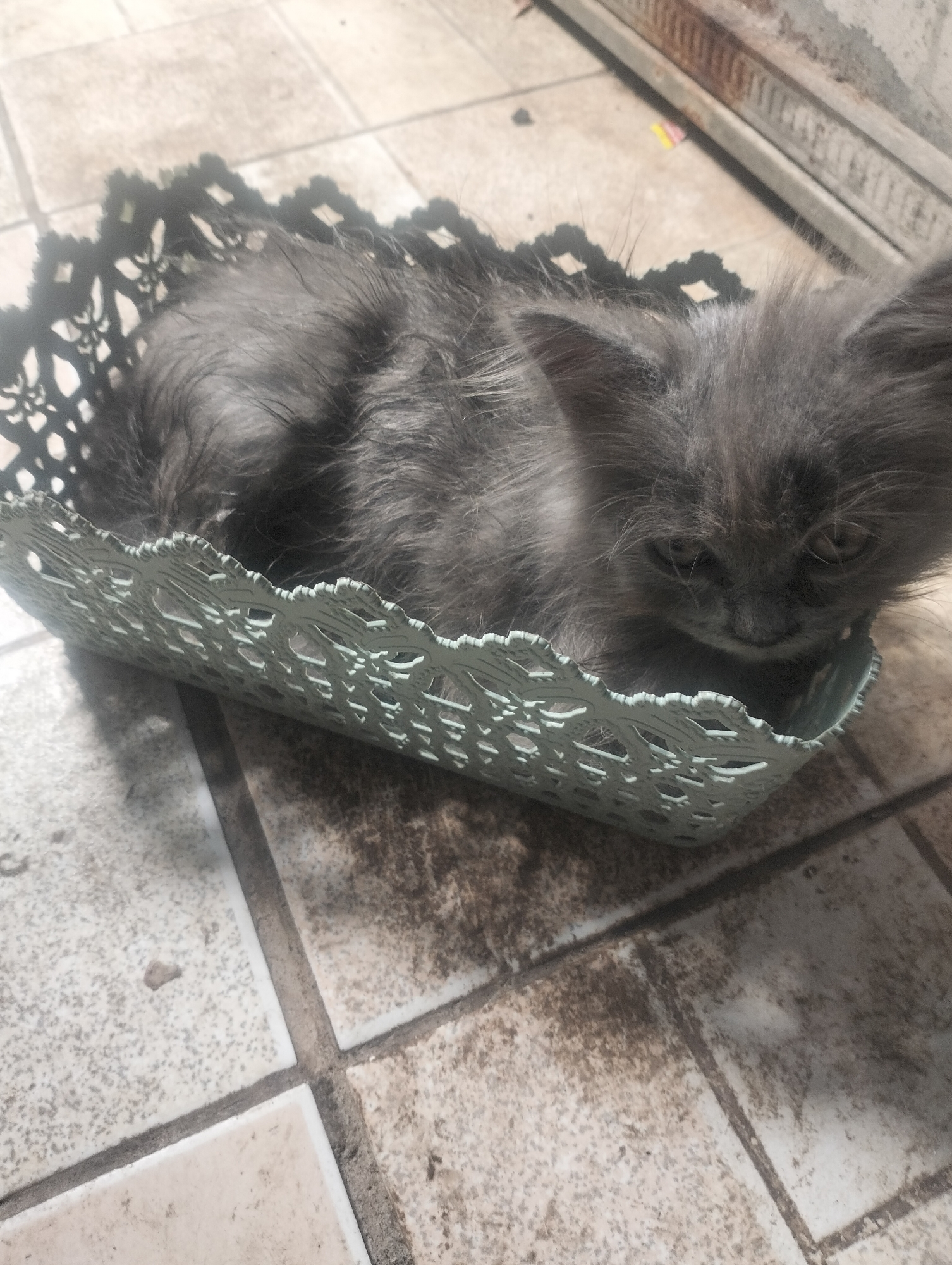 A gray kitten is curled up inside a light green woven basket. The basket is placed on a tiled floor. The tiles are a mix of white and beige with dark gray grout lines. In the background, a metal object with horizontal lines is visible. The overall scene is indoors, likely in a residential setting, and is not specifically identifiable as Jetis, Indonesia, based on visual cues.