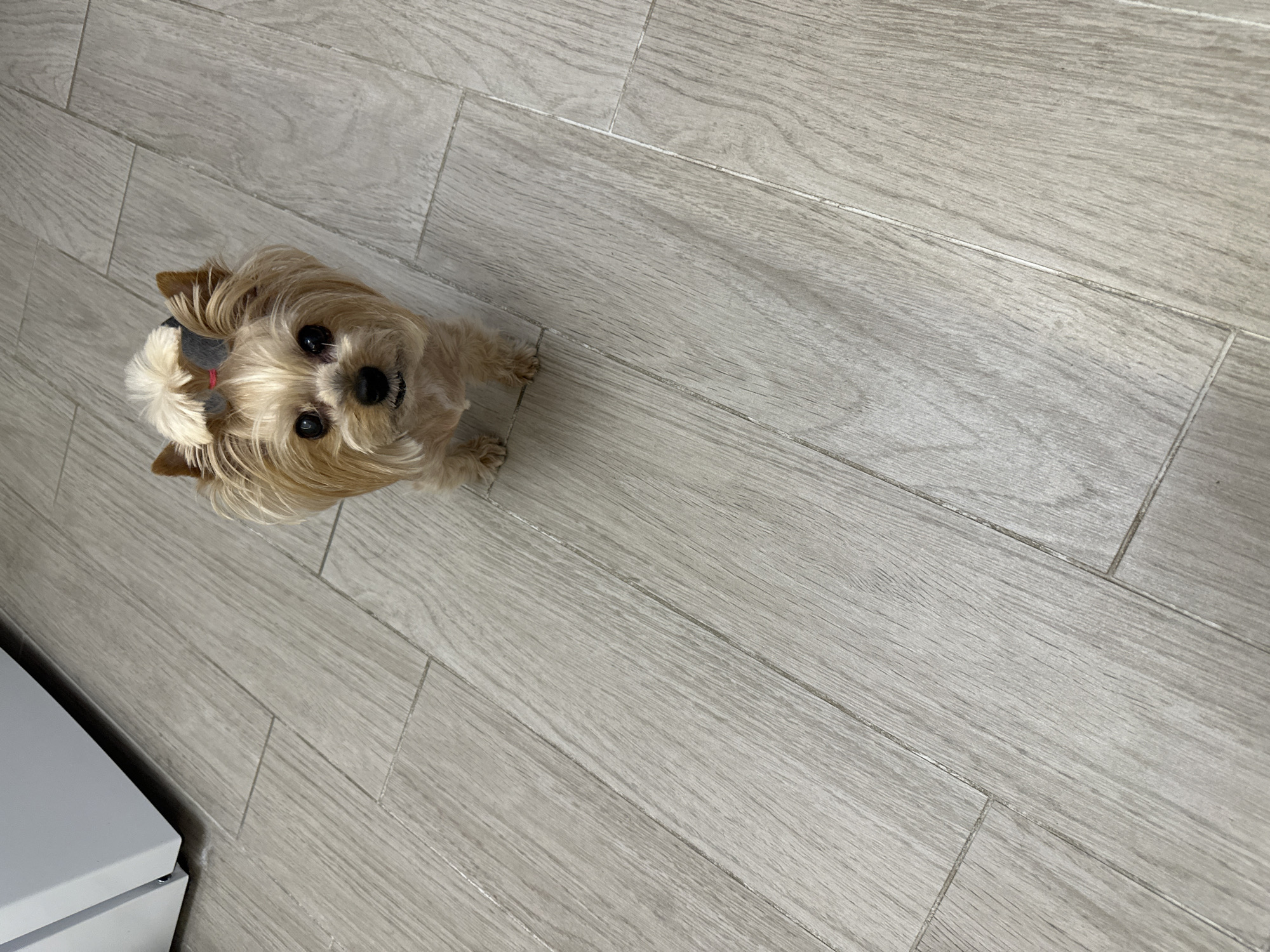 A small, light-brown Yorkshire Terrier dog with a white hair tie and a gray band in its hair is standing on a light-gray wood-grain tile floor. The floor is laid out in a brick-like pattern. A white cabinet or piece of furniture is visible in the bottom left corner of the frame. The scene appears to be indoors. No specific location in Sofia, Bulgaria is evident from the image.