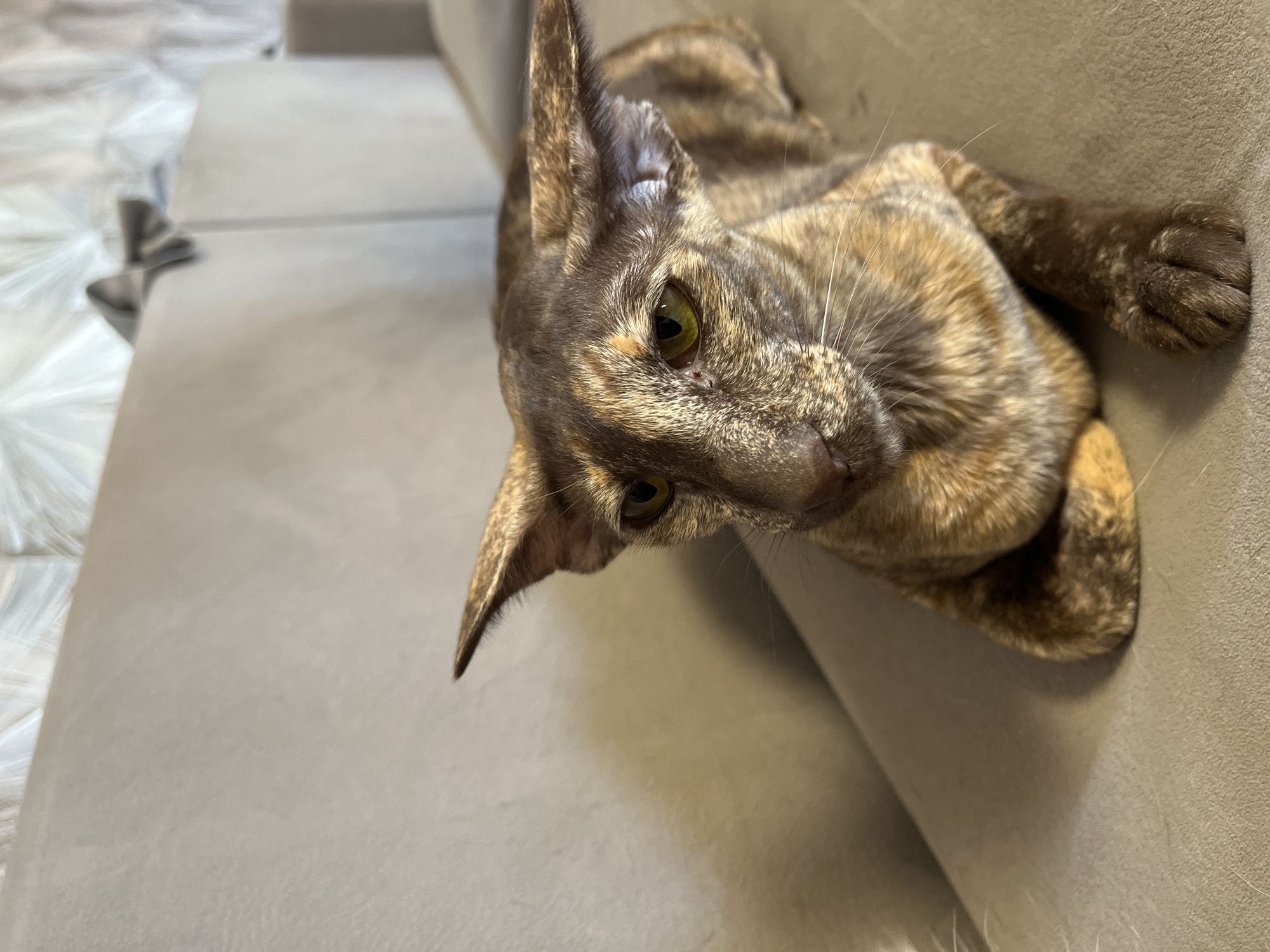 A brown and tan tabby cat with green eyes lies on a gray couch.