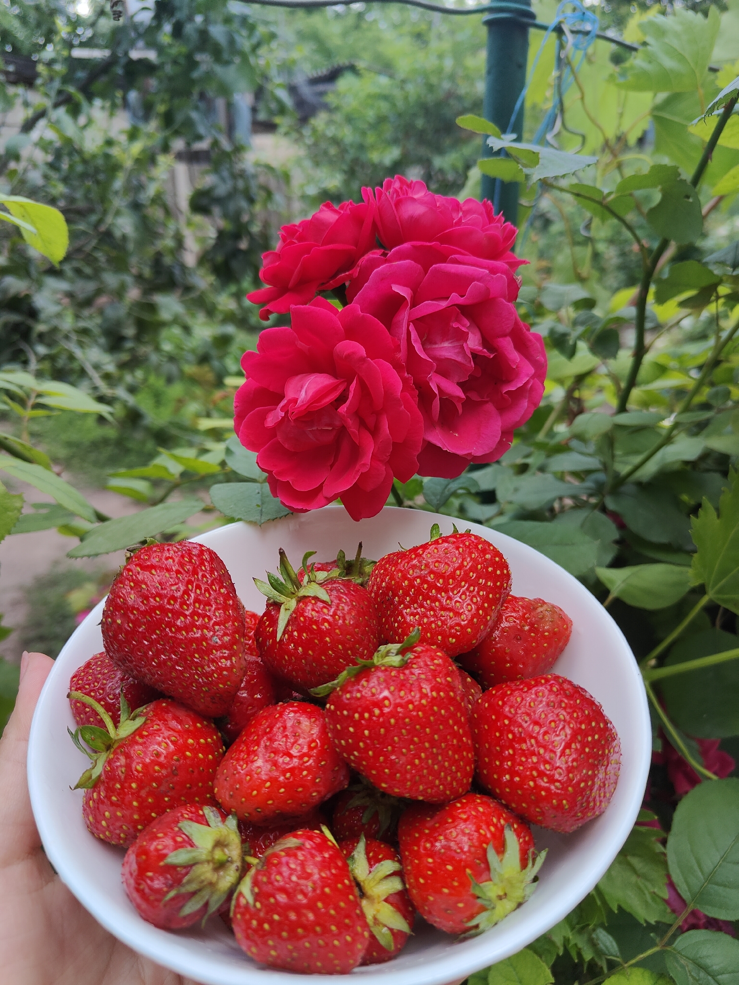 A close-up, eye-level shot displays a white bowl filled with ripe, red strawberries. The bowl is held by a person's left hand, partially visible on the left side of the frame. In the background, a cluster of vibrant pink roses is in bloom, situated above and slightly behind the bowl of strawberries. Lush green foliage surrounds the roses and the bowl, suggesting an outdoor garden setting. The overall scene is brightly lit, indicative of natural daylight. The image was captured in Kryvyi Rih, Ukraine.