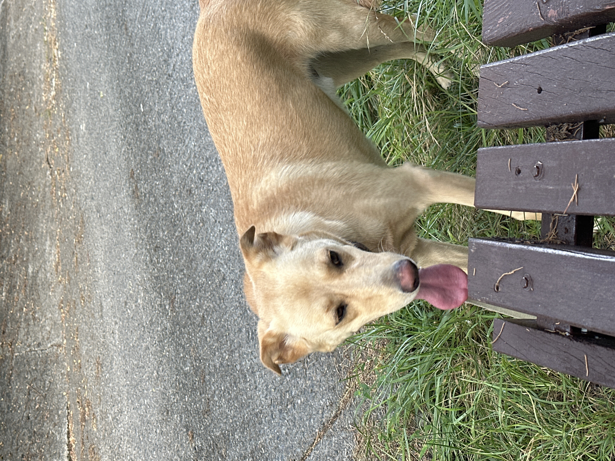 A light brown dog with its tongue out is standing on grass next to a paved surface. In the foreground are the dark brown wooden slats of a bench. The scene appears to be outdoors. There is no indication of a specific location within the Matsesta Microdistrict, Russia.