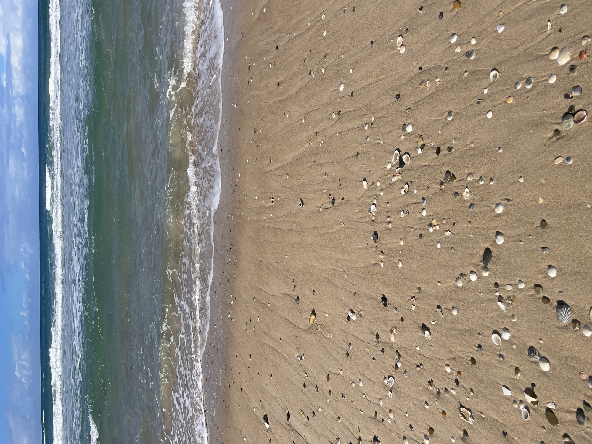 The image depicts a sandy beach with the ocean in the background. The sand is wet and shows ripples from the receding waves. Numerous seashells and small pebbles are scattered across the sand. The ocean water is a deep green, with white-capped waves breaking near the shore. The sky is partly cloudy, with patches of blue visible. There are no people or structures visible in the image, suggesting a natural beach environment. The lighting indicates it is daytime. This scene is characteristic of many Australian beaches.