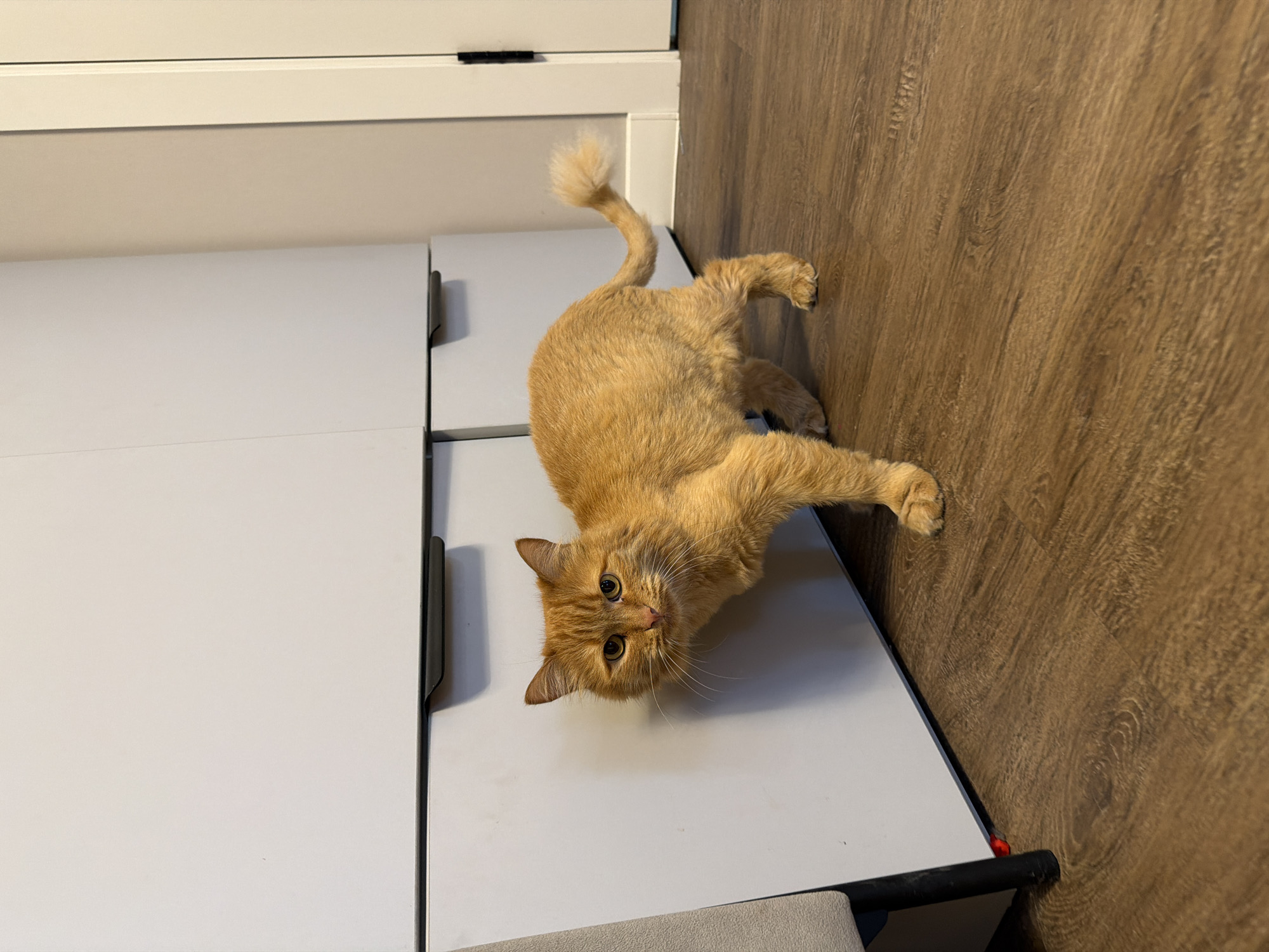 The image displays an indoor scene in the city of Perm, Russia, featuring a medium-sized ginger cat with golden-yellow eyes. The cat is positioned on a brown laminate wood floor, looking directly at the camera with an alert expression. Its body is angled towards the right, suggesting a movement or a pause, and its tail is held upright with a prominent fluffy tip. In the background, a light-colored, possibly off-white, modular storage unit or wardrobe with dark recessed handles is present. A segment of a grey upholstered chair with a dark leg is visible in the bottom left. The walls are light-toned, and to the right, a white baseboard runs along the wall leading to a visible door frame with a dark hinge. A small red object is partially discernible on the floor in the bottom left corner, near the chair leg.