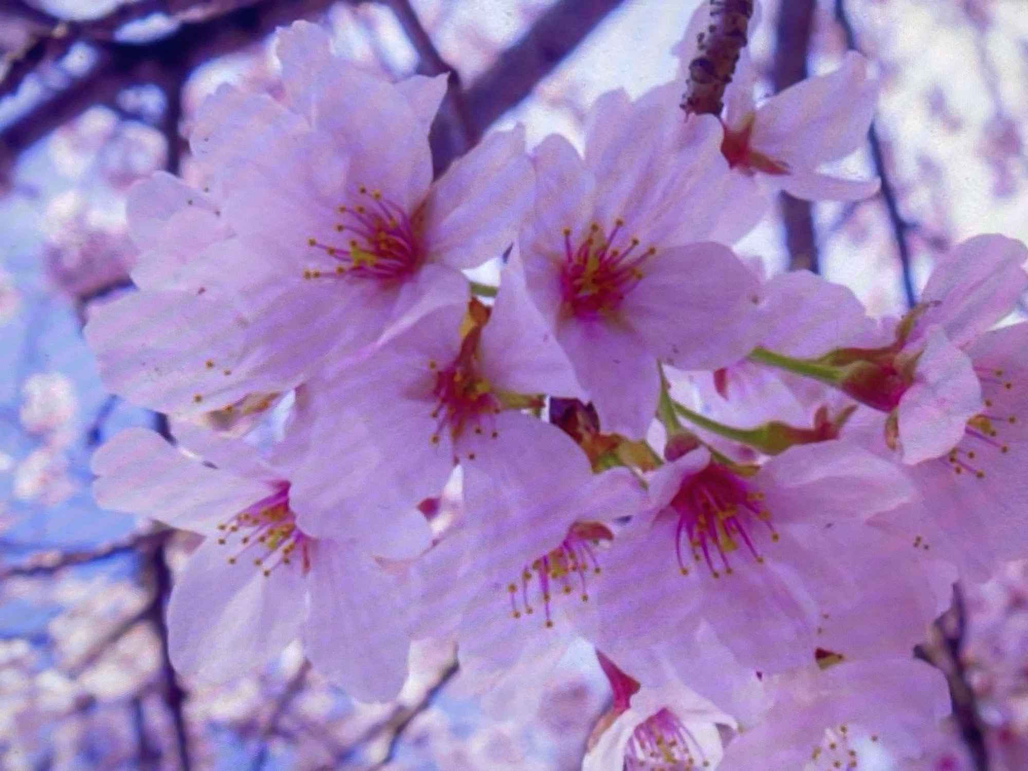 This close-up photograph captures a vibrant cluster of cherry blossoms, presenting a beautiful scene of springtime. The image focuses on several pink and light purple flowers, meticulously detailed with their delicate petals and prominent yellow-tipped stamens. The blossoms are in full bloom, densely packed together, suggesting a rich flowering branch.
The background is softly blurred, creating a shallow depth of field that emphasizes the flowers in the foreground. Hints of other blossoms and dark, indistinct branches can be seen in the bokeh, indicating a larger cherry tree or grove. The overall lighting suggests it is daytime, with bright, natural illumination enhancing the soft hues of the petals. No people or specific events are depicted; the image solely celebrates the natural beauty of the blossoms.
The dominant colors are various shades of pink, lavender, and white, with contrasting yellow accents from the stamens. The texture of the petals appears soft and velvety. The scene evokes a sense of tranquility and the ephemeral beauty of spring. Given the provided context, this serene display of cherry blossoms is located in Poltava, Ukraine. There is no visible text in the image.