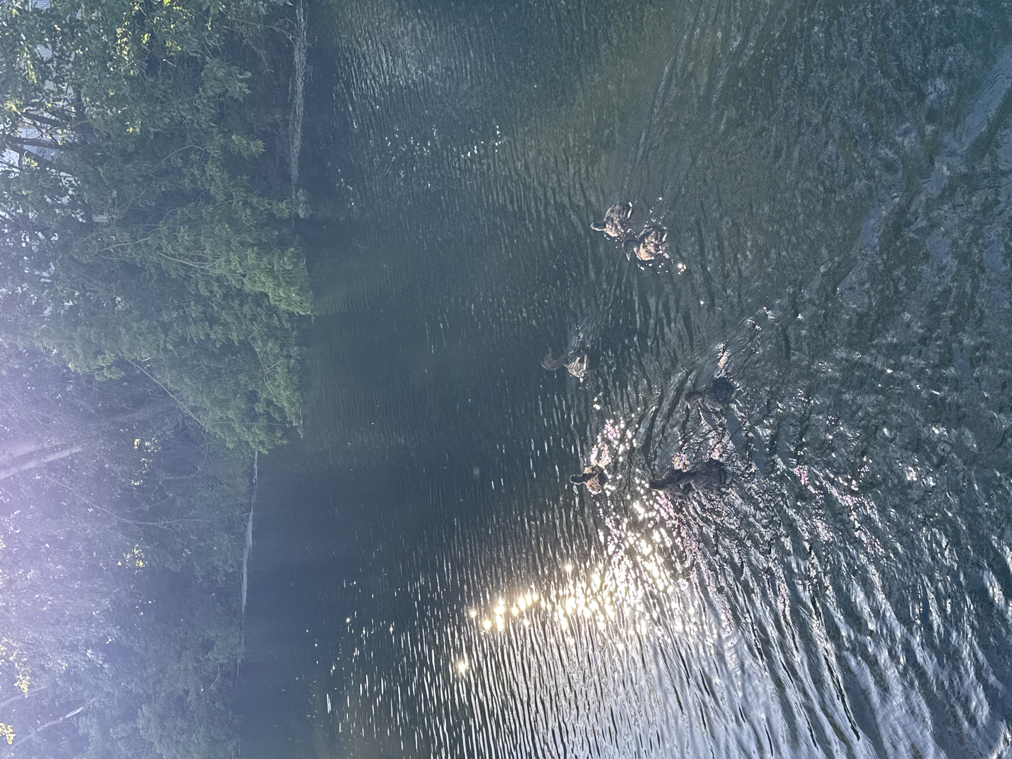 A group of ducks swims in a dark body of water, reflecting the dappled sunlight filtering through overhead trees. The water is calm with subtle ripples, and small glints of light dance on its surface. The background is dominated by dense green foliage of trees, with some branches extending over the water's edge. The overall impression is a serene natural scene, likely within a park or natural area in Saint Petersburg, Russia, possibly near the Neva River or one of its tributaries, given the presence of mature trees and the urban proximity suggested by the hint image showing buildings. No people are visible in the scene.