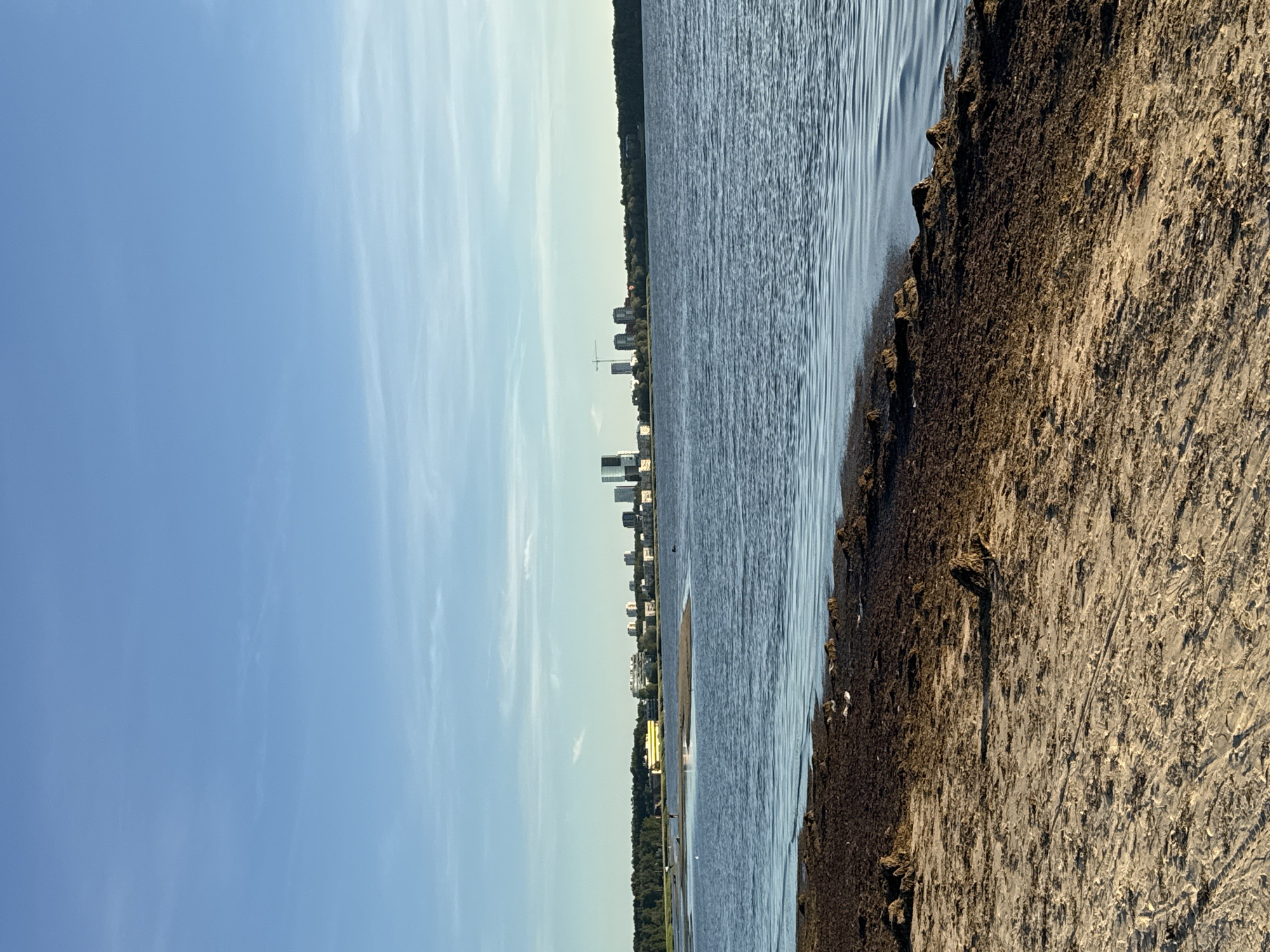 The image depicts a waterfront scene in Tallinn, Estonia, with a clear blue sky above. The foreground features a sandy beach covered with dark, seaweed-like debris. The middle ground is dominated by a body of water, likely a bay or harbor, with gentle ripples on its surface. In the distance, a skyline of modern buildings and a construction crane are visible, suggesting an urban or developing area. A narrow strip of land with scattered vegetation and some debris separates the water from the distant city. A few birds are scattered along the shoreline in the water and on the beach. The overall impression is of a sunny day at the edge of a city.