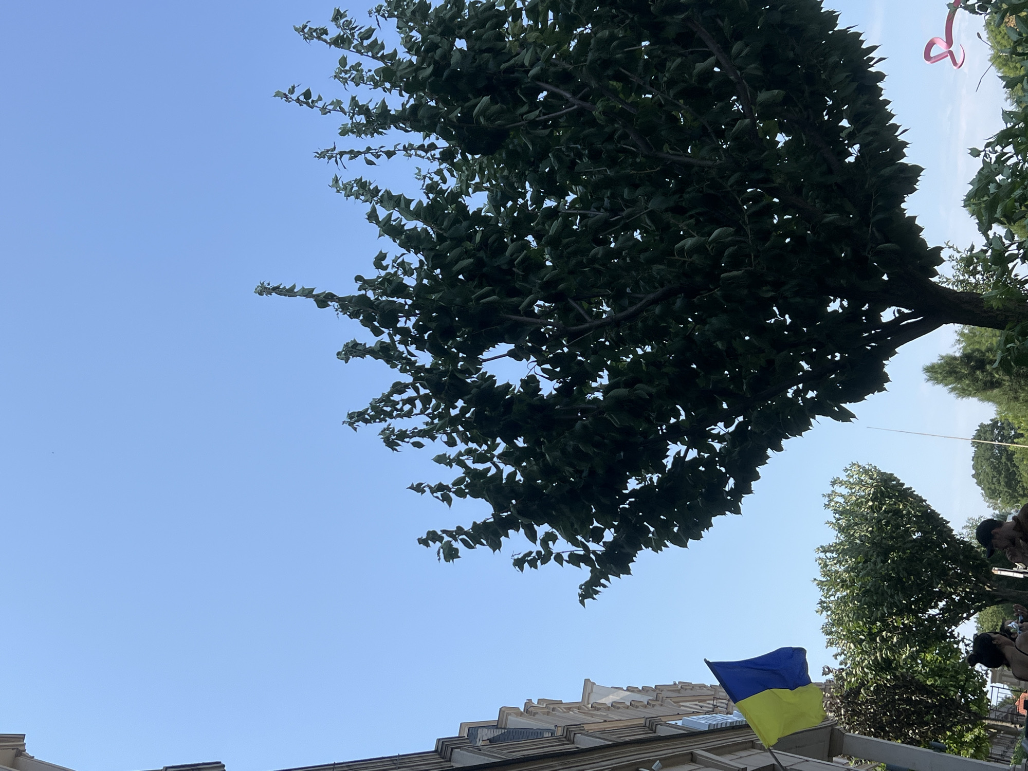 In Fontanka, Ukraine, on a clear day, a Ukrainian flag flies prominently from a building on the left side of the frame. The flag, with its distinct blue and yellow colors, is attached to a pole and hangs against a bright blue sky. In the foreground, a large, dark green tree with a thick trunk dominates the center of the image. Its branches are full of leaves and spread out widely, reaching upwards towards the sky. To the left of the main tree, another, smaller green tree is visible. In the lower portion of the image, two people are partially visible, appearing to be standing and interacting. The background is filled with more trees and foliage, suggesting an outdoor setting. The architectural style of the building on the left hints at European design.