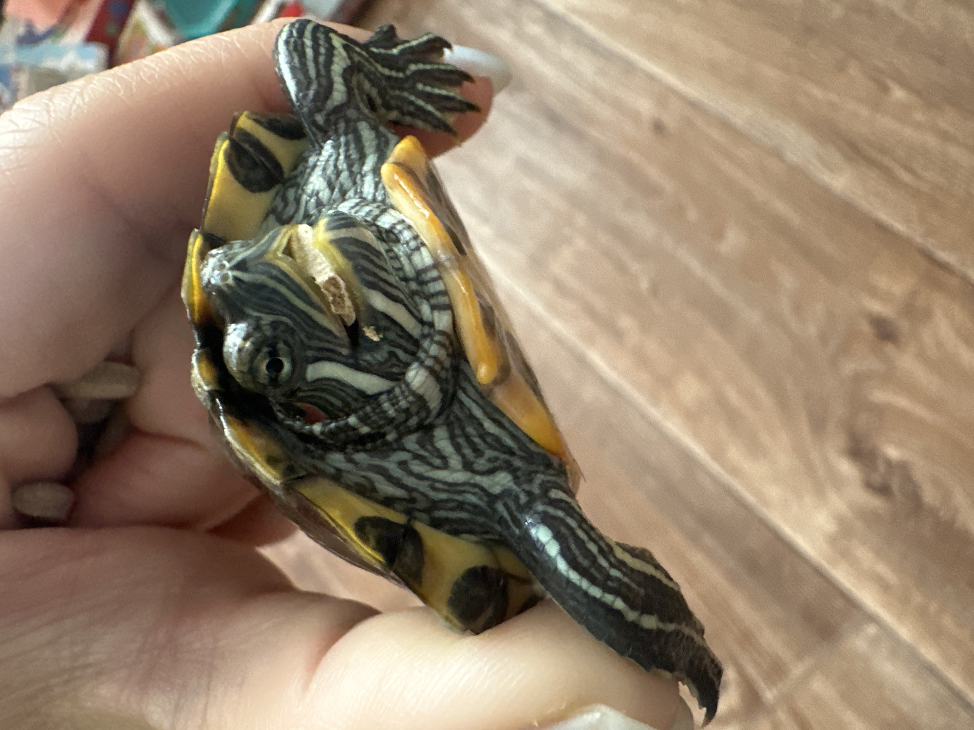 A close-up, overhead shot shows a small turtle being held in a person's hand. The turtle is positioned at a slight angle, with its head tilted upwards and its mouth open. It has a dark shell with yellow and black stripes on its head and legs. The person's hand, which is light-skinned, is supporting the turtle, with some small pebbles visible between the fingers. The background consists of a wooden surface, likely a table or floor. The image was taken in Novoaltaysk, Russia.