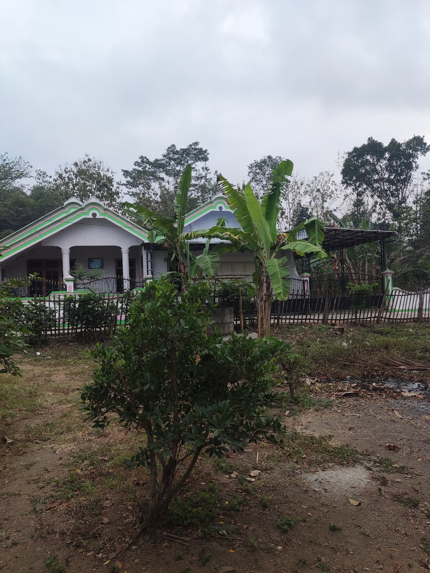 This is a medium-distance, eye-level shot of two adjoining houses in Ngentrong, Indonesia, under an overcast sky. The houses have light-colored walls and triangular, pastel green and pink trimmed roofs. White pillars support the front porches. A black metal fence separates the property from the unpaved yard. In the foreground, a dense green bush occupies the left side of the frame, obscuring a portion of the fence and the house. To the right of the bush, a dirt path leads towards the houses. In the background, various trees and vegetation surround the property, with a large banana tree to the right of the house. The ground is covered with dry leaves, twigs, and sparse grass, with a small patch of concrete visible on the right side. The scene appears to be a residential area.