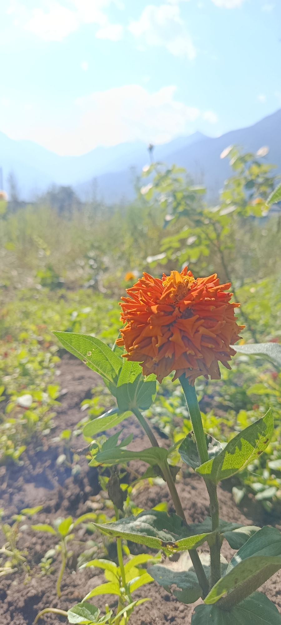 An orange flower is in focus in the foreground of the image, with its petals tightly packed and layered. The flower is on a green stem with broad, serrated leaves. The background is blurred, showing a patch of dry earth with small green sprouts, a grassy field, and distant mountains under a bright blue sky with scattered clouds. The lighting suggests a sunny day. The image appears to be taken in Teberda, Russia, based on the geographical context. There are no people or animals visible in the image.