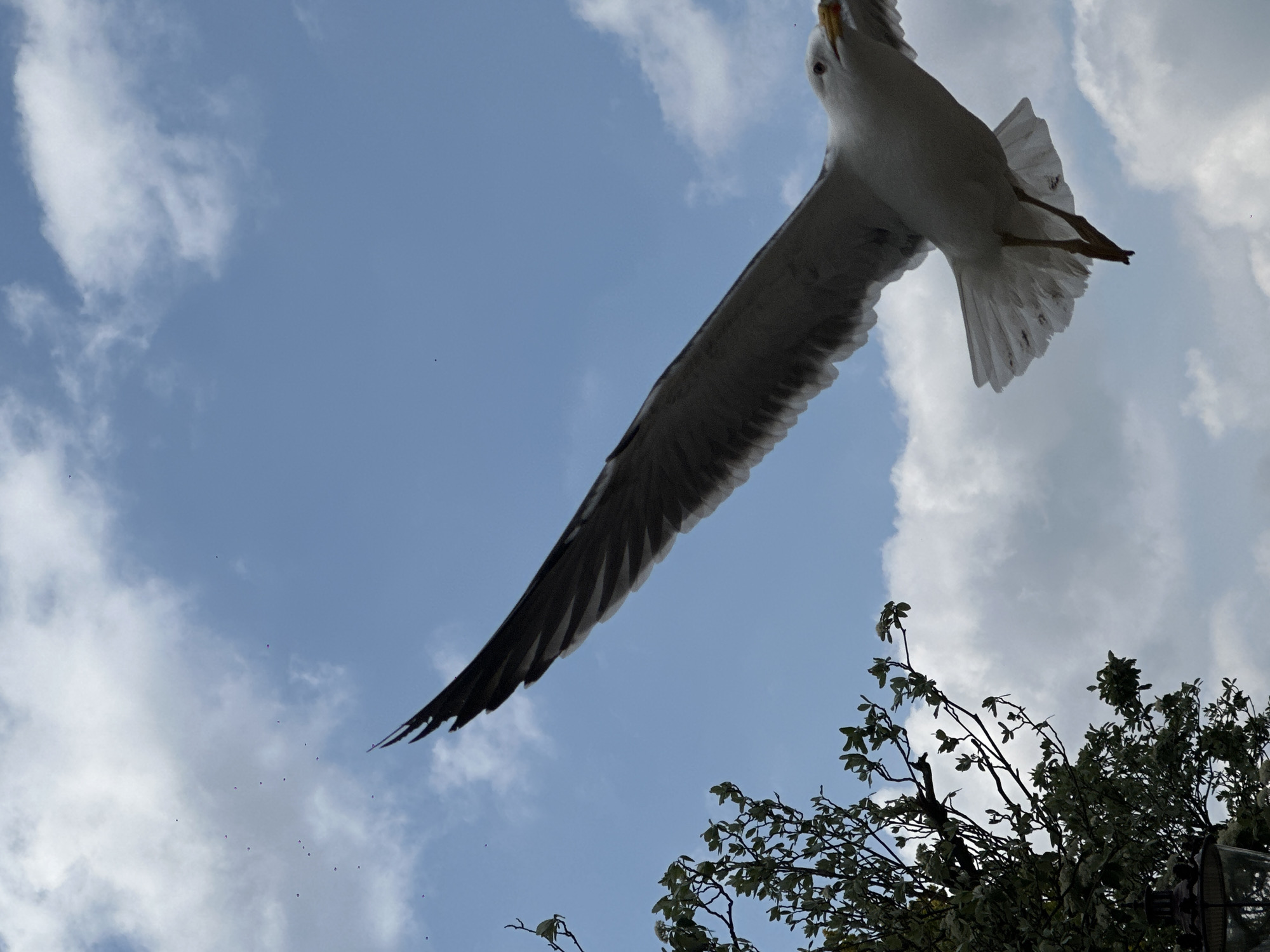 The image captures a seagull in flight against a backdrop of a cloudy, blue sky. The bird is positioned in the upper half of the frame, angled downwards. A tree is visible in the lower right corner of the image. Scattered in the sky are numerous small black specks. The location is likely Amsterdam, Netherlands, due to the common presence of seagulls in urban areas near water.
