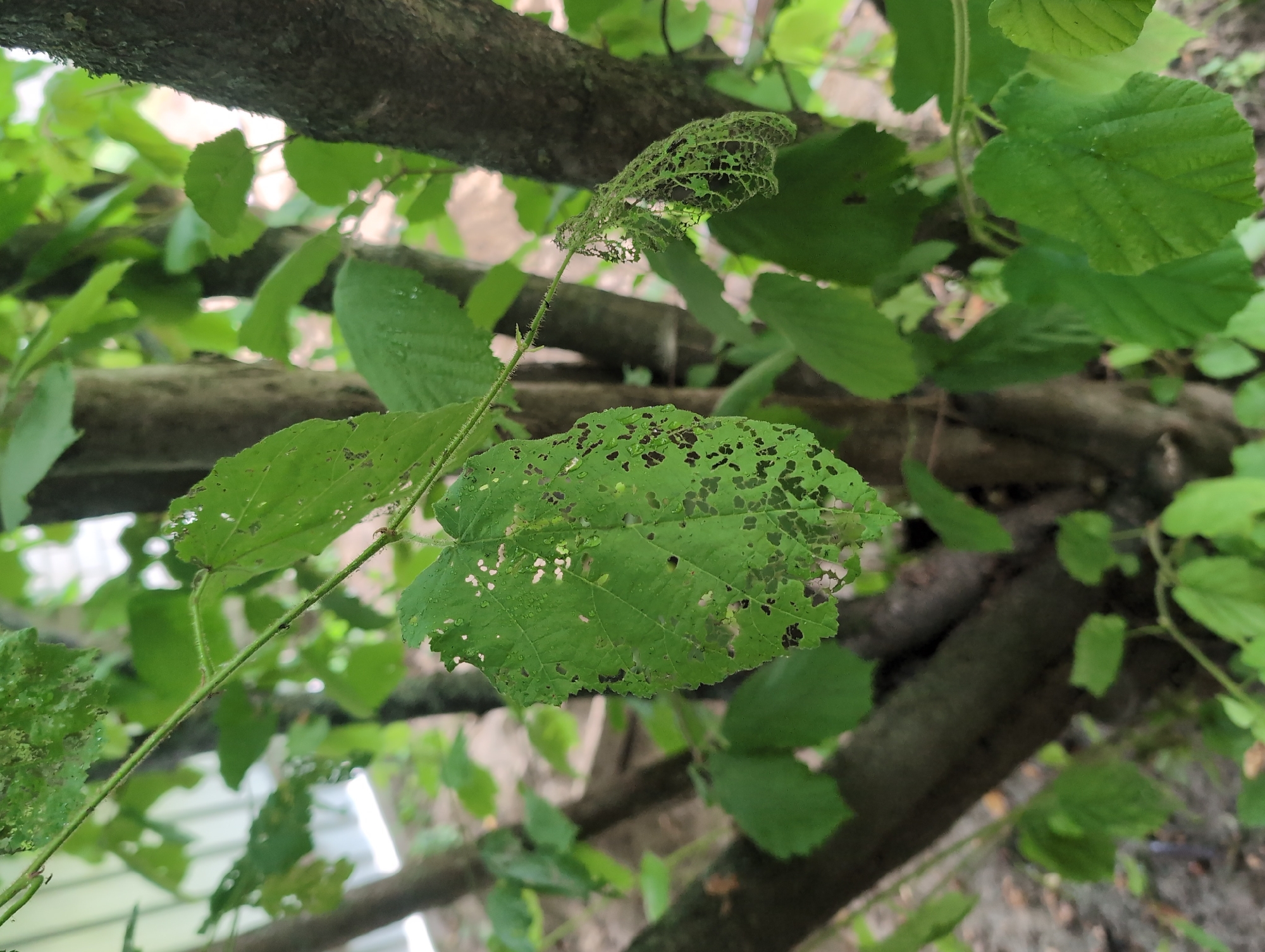 In Perliavka, Ukraine, this close-up, eye-level photograph captures a small tree or shrub. The subject is a green leaf, partially eaten by insects, displaying numerous holes and ragged edges. It hangs from a thin stem, which is also visible. The background consists of other green leaves and the textured, dark brown bark of tree trunks, creating a natural, outdoor setting. The ground is not clearly visible, but appears to be dirt or leaf litter.